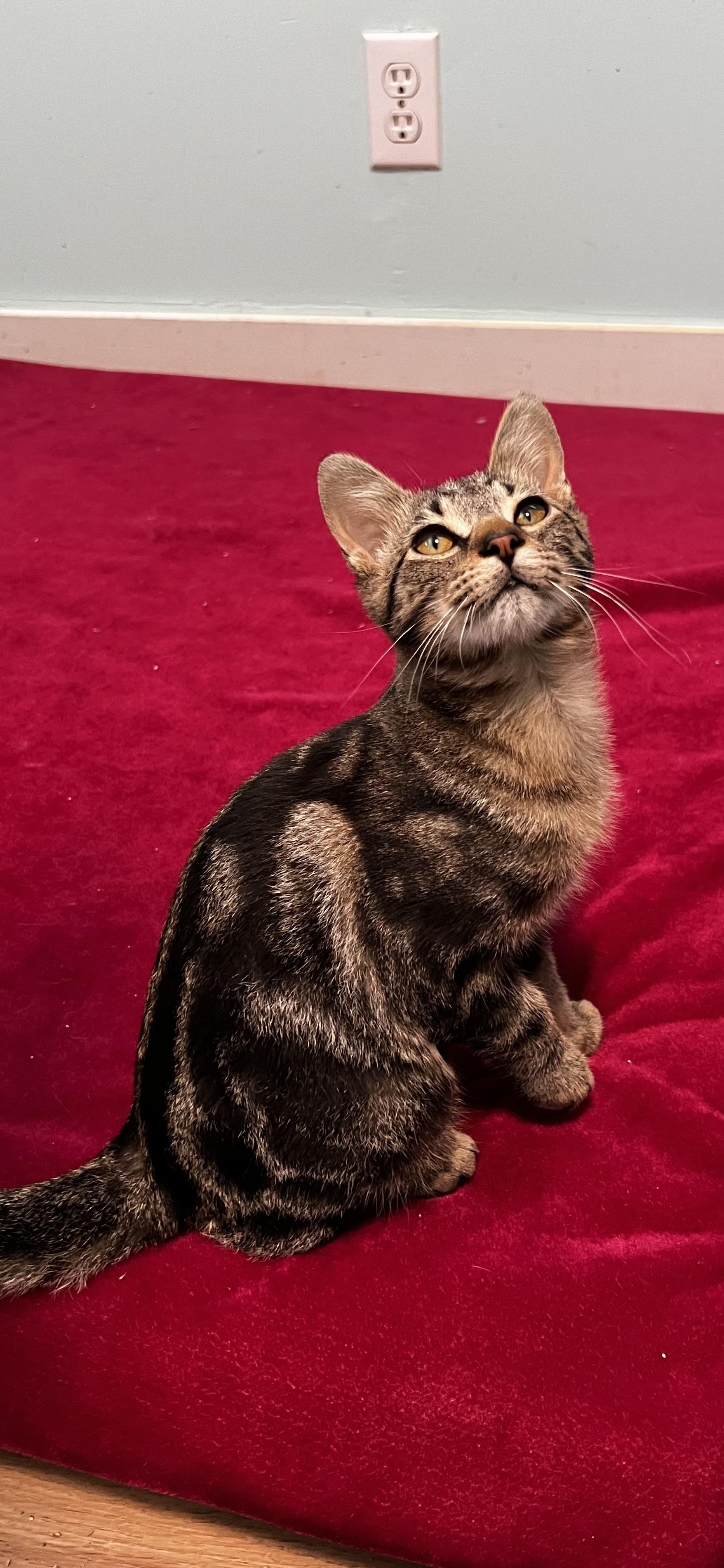 Snuggle Bug, Adoptable, Kitten Male Domestic Short Hair.