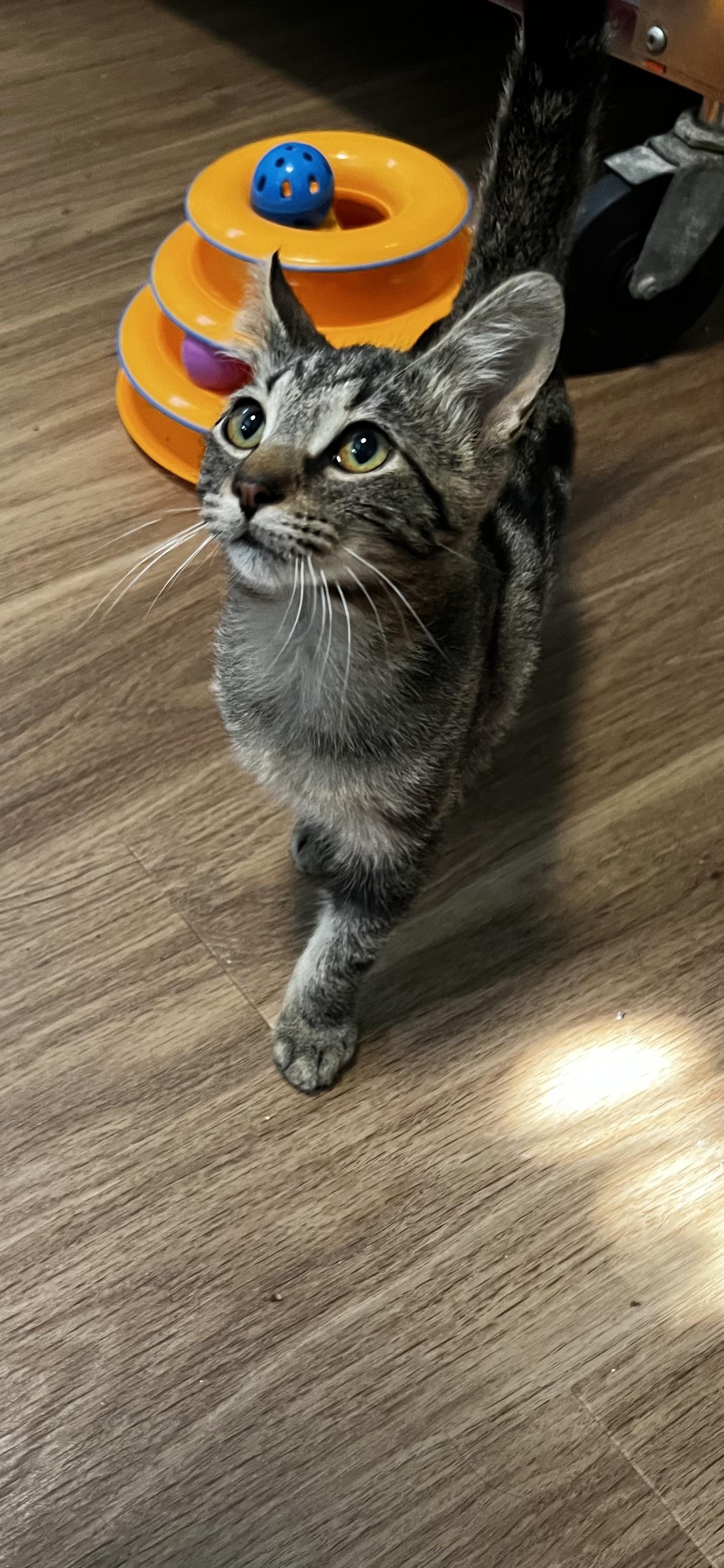 Enlarge Snuggle Bug, a Adoptable Domestic Short Hair in Holland, MI image 2/2