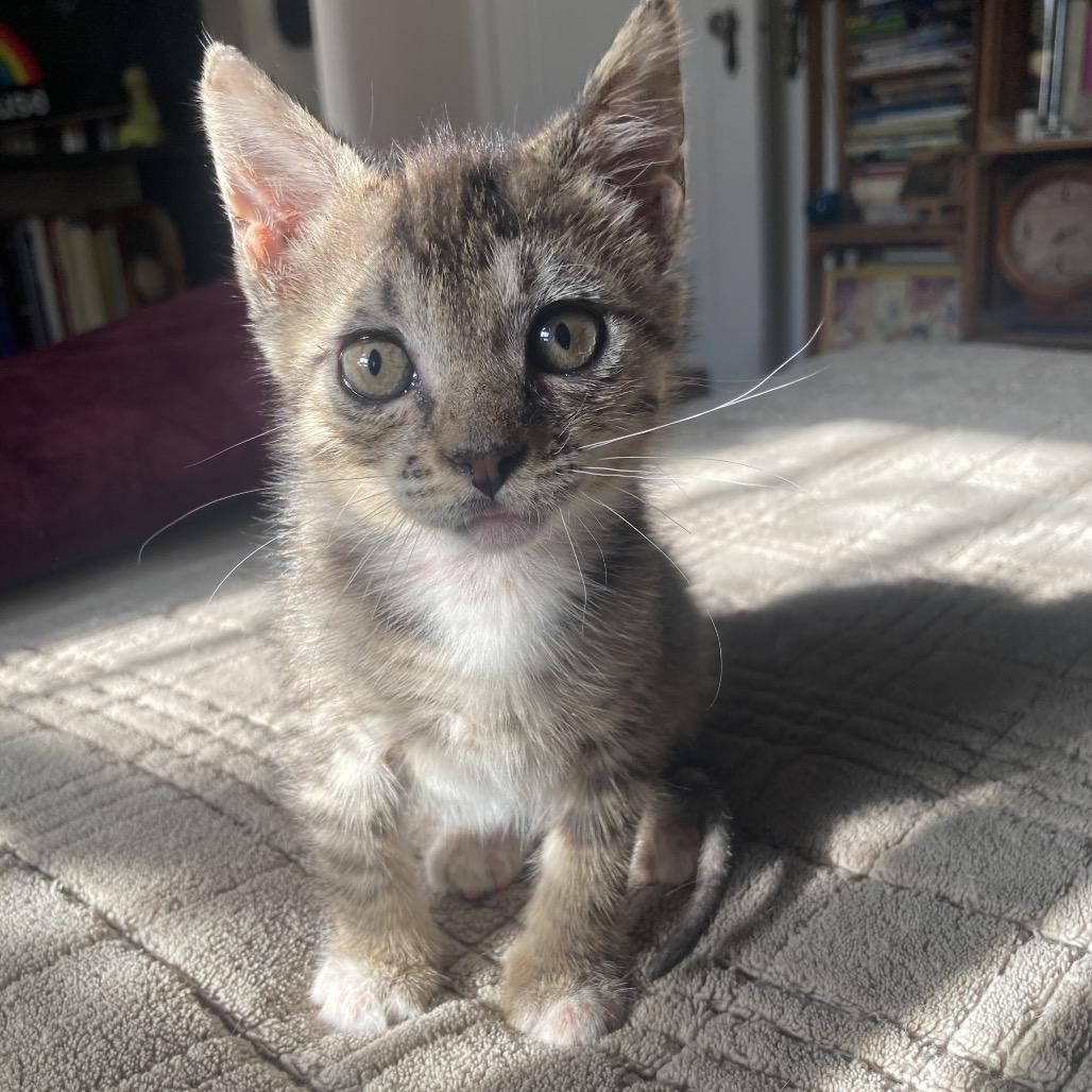 Dot, Adoptable, Kitten Female Domestic Short Hair.