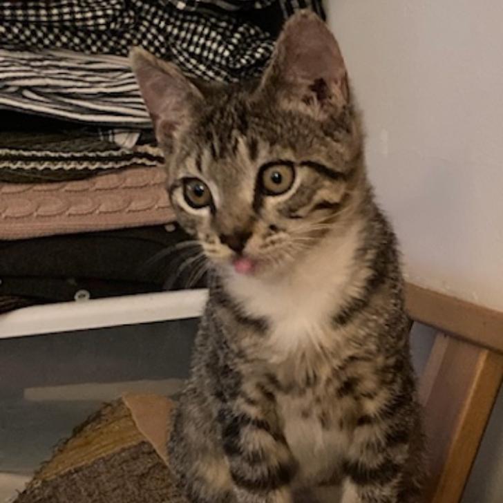 Dot, a Adoptable Domestic Short Hair in Los Angeles, CA image 2/5