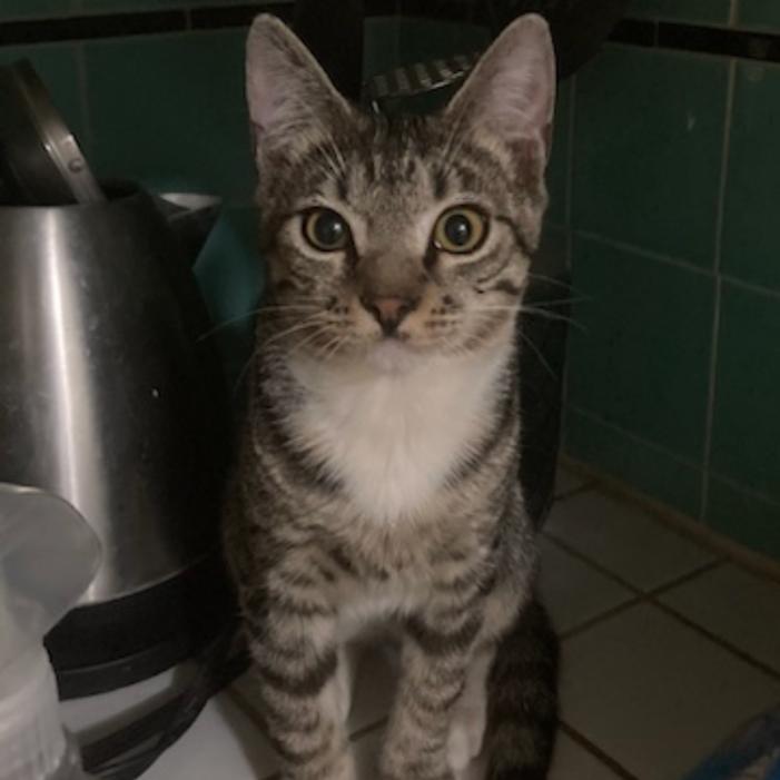 Dot, a Adoptable Domestic Short Hair in Los Angeles, CA image 3/5
