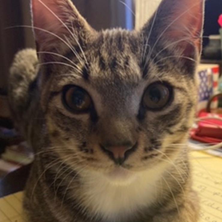 Dot, a Adoptable Domestic Short Hair in Los Angeles, CA image 4/5