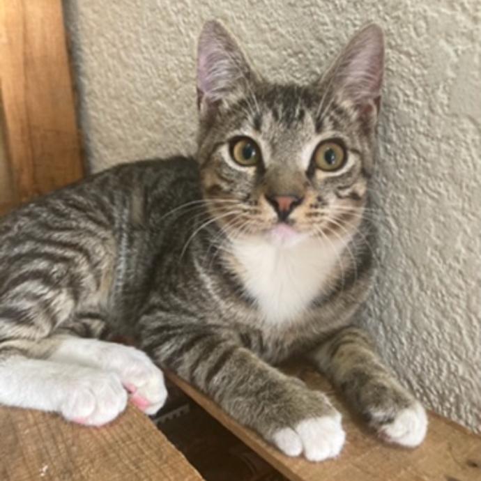 Dot, a Adoptable Domestic Short Hair in Los Angeles, CA image 5/5