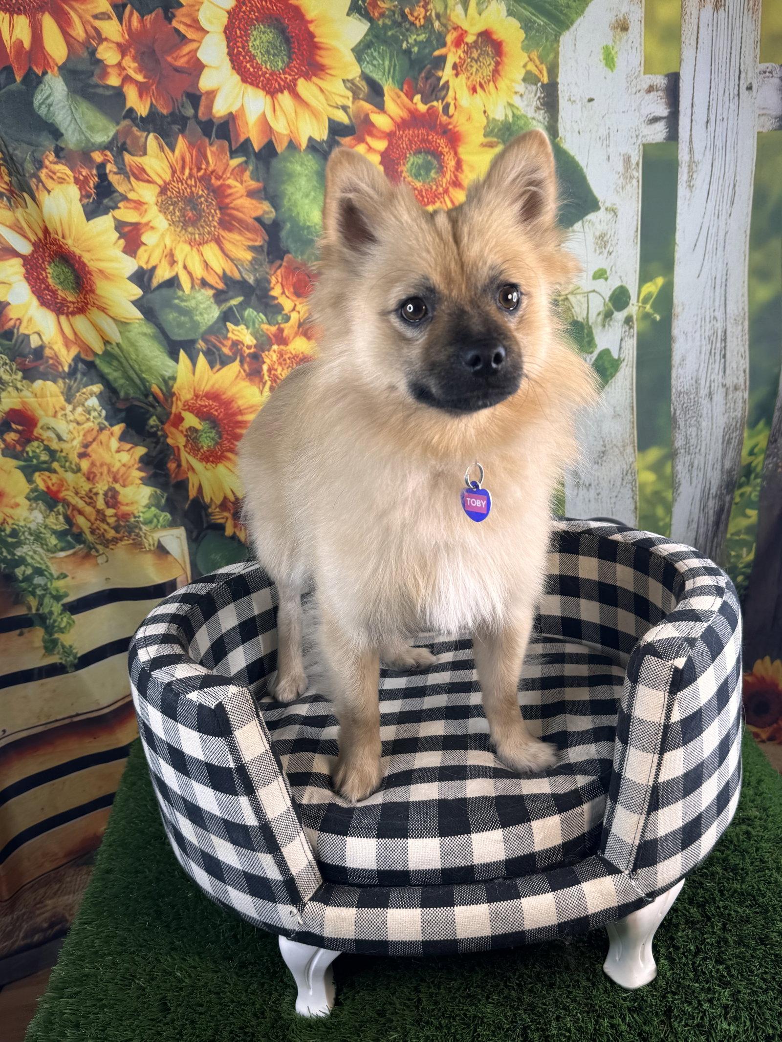 Enlarge Toby, a Adoptable Pomeranian in Garland, TX image 1/3