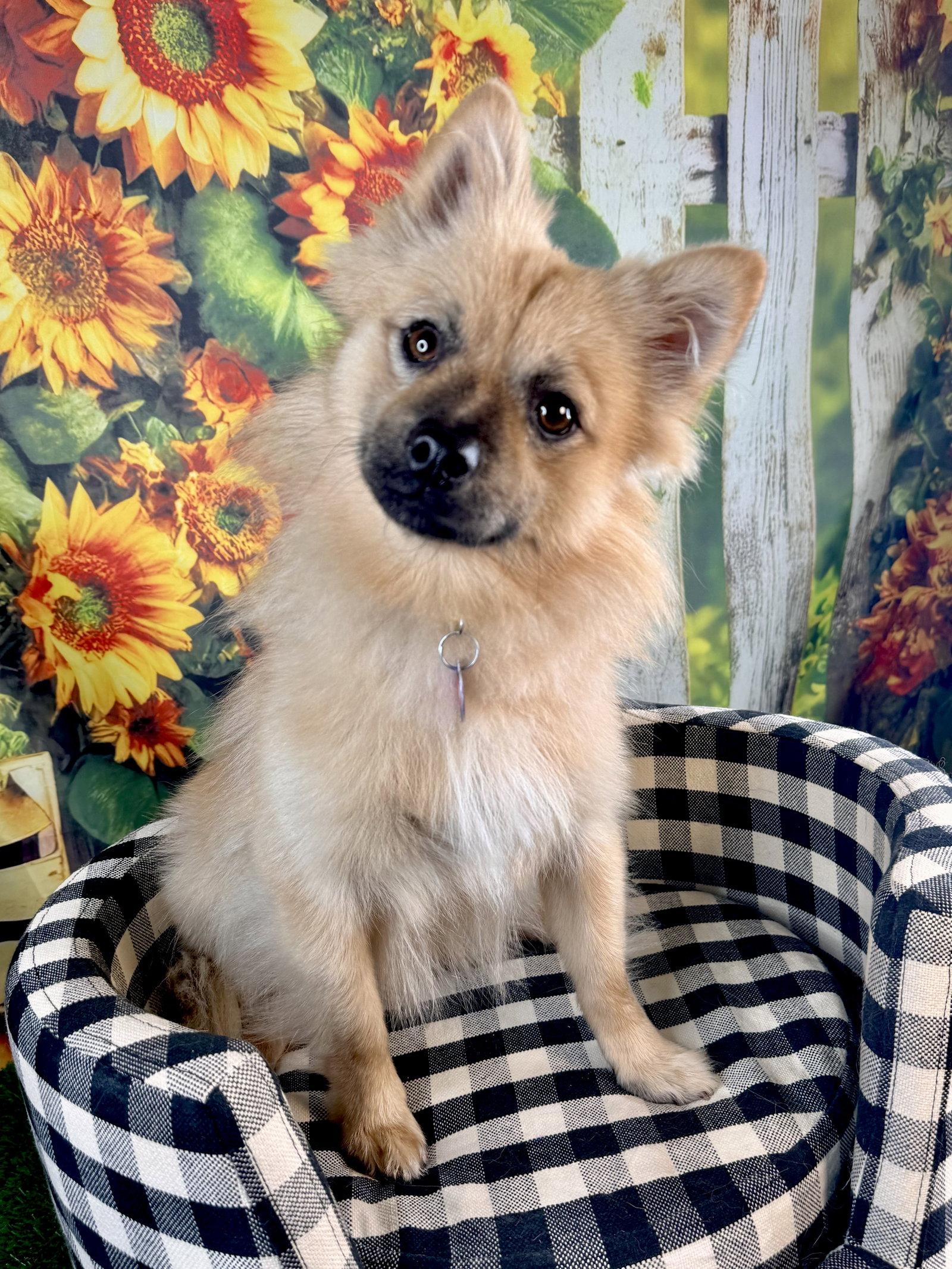 Enlarge Toby, a Adoptable Pomeranian in Garland, TX image 2/3
