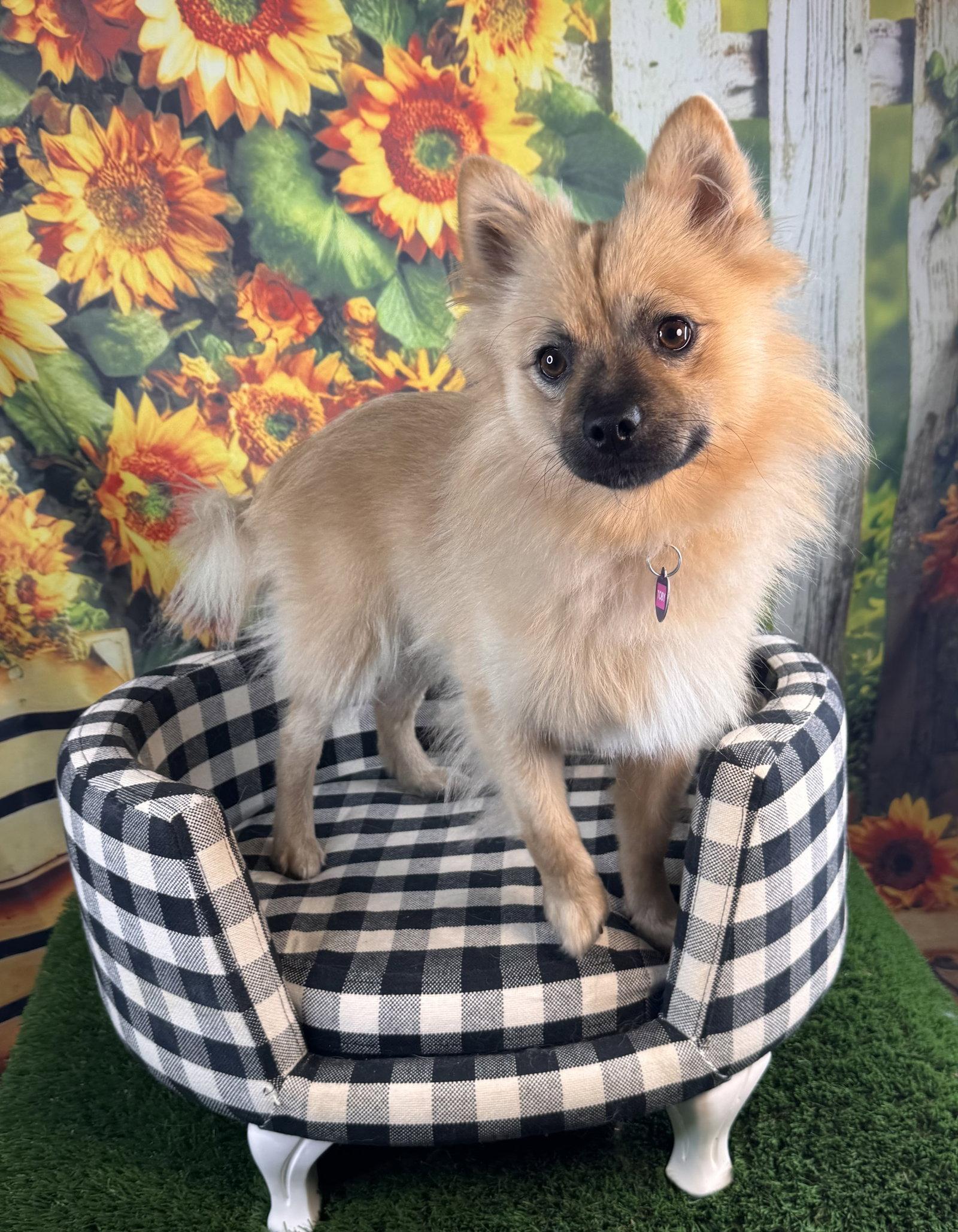 Enlarge Toby, a Adoptable Pomeranian in Garland, TX image 3/3