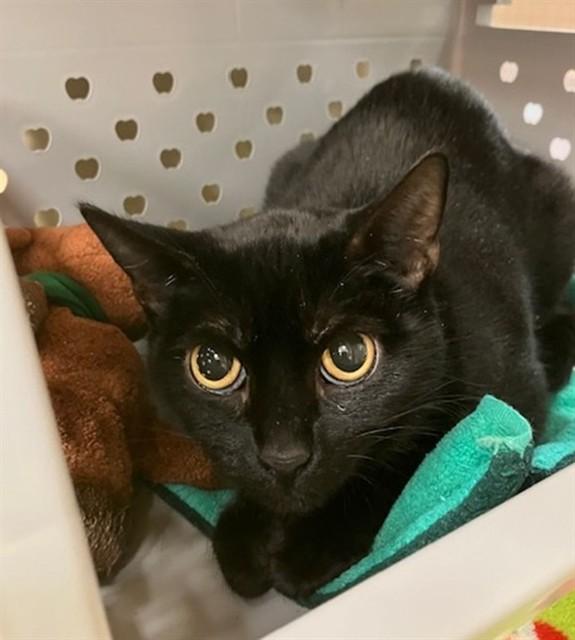 ALICE, Adoptable, Young Female Domestic Short Hair.