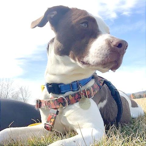 Zuko, Adoptable, Adult Male Mixed Breed.