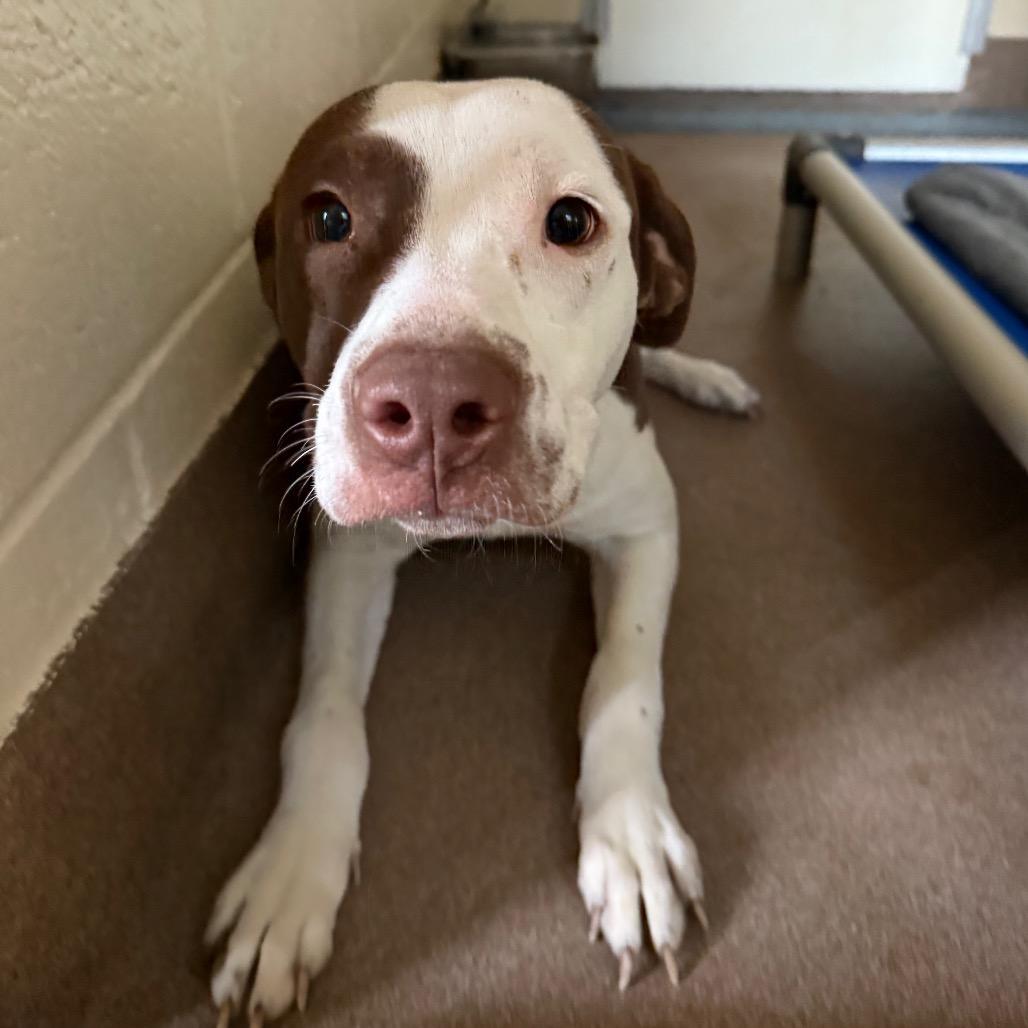 Enlarge Zuko, a Adoptable Mixed Breed in Hendersonville, NC image 2/6