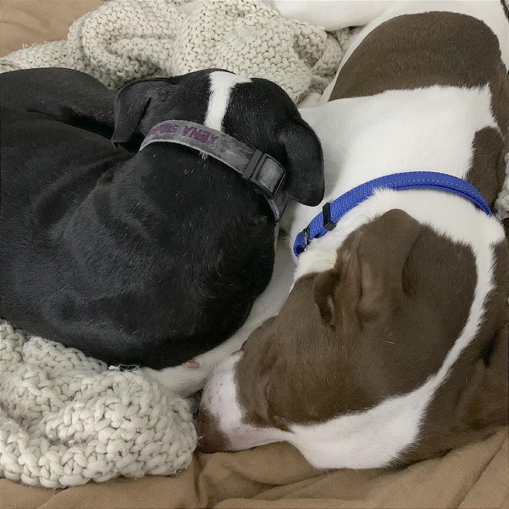 Enlarge Zuko, a Adoptable Mixed Breed in Hendersonville, NC image 3/6