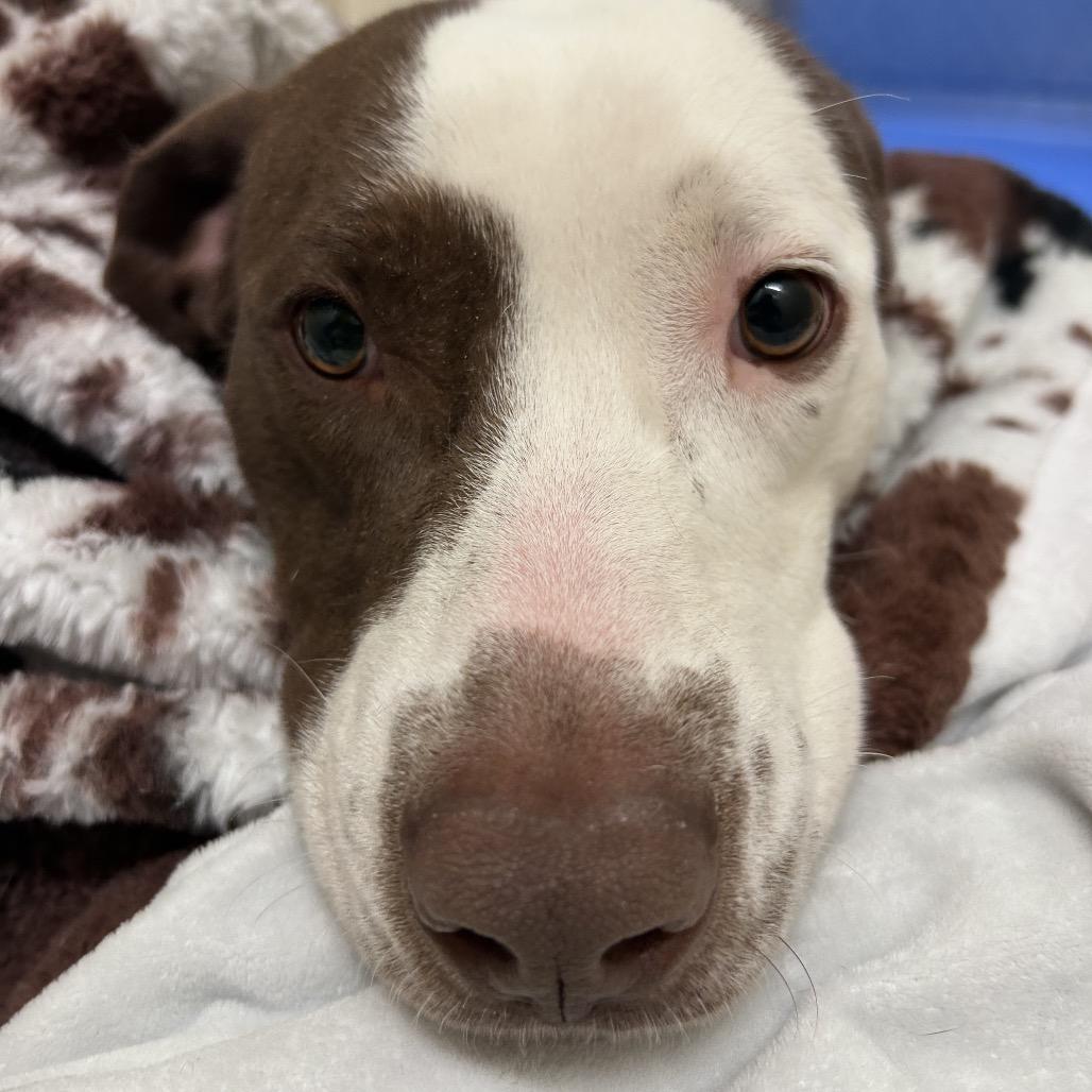 Enlarge Zuko, a Adoptable Mixed Breed in Hendersonville, NC image 4/6