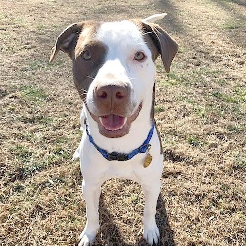 Enlarge Zuko, a Adoptable Mixed Breed in Hendersonville, NC image 5/6