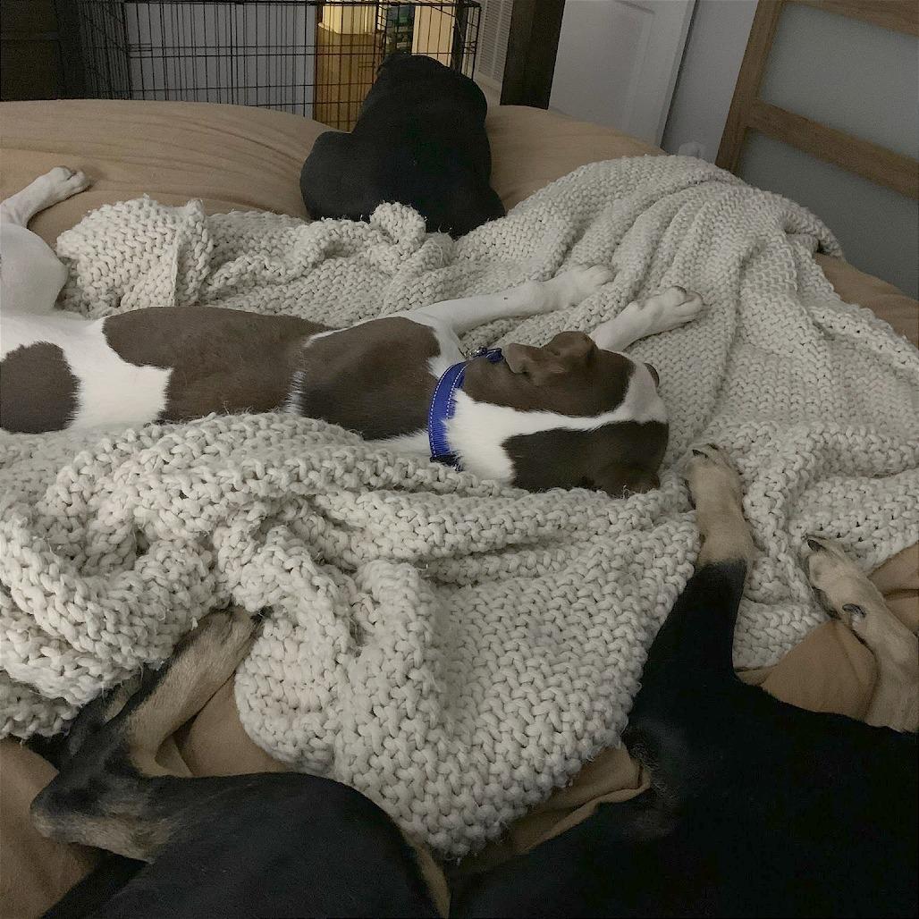 Enlarge Zuko, a Adoptable Mixed Breed in Hendersonville, NC image 6/6