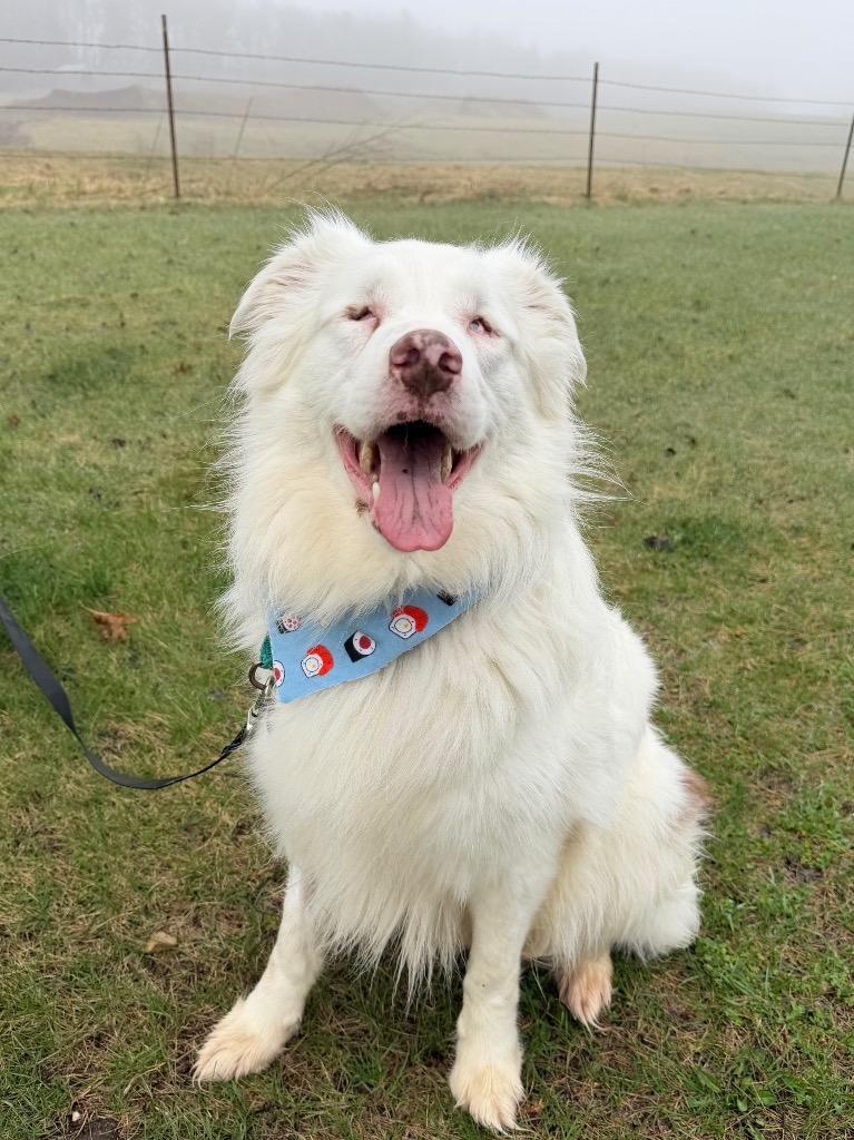 Gilligan, Adoptable, Adult Male Mixed Breed.