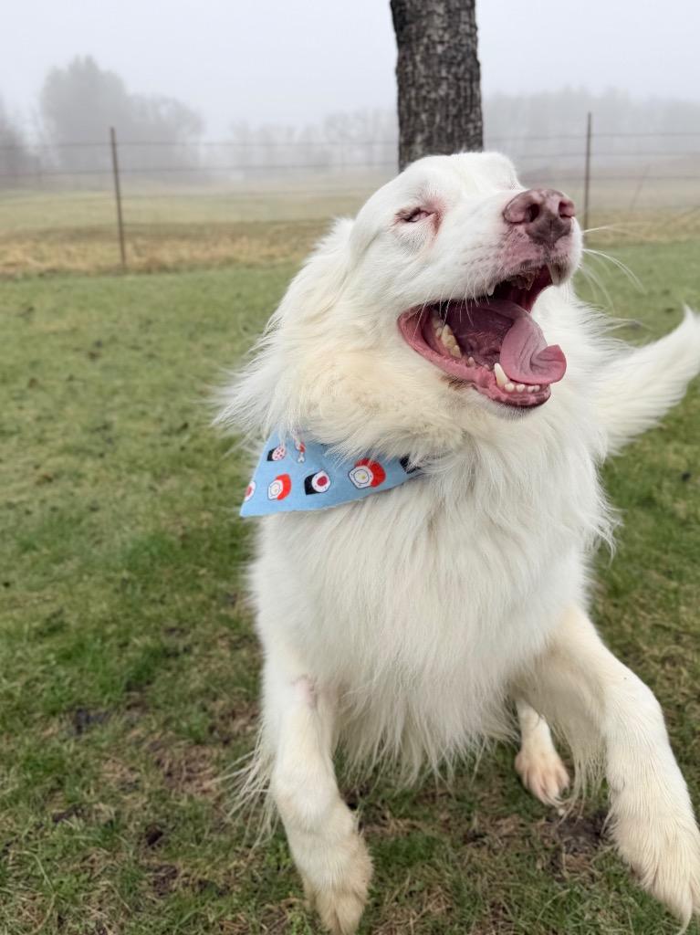 Enlarge Gilligan, a Adoptable mixed breed in Menomonie, WI image 2/6