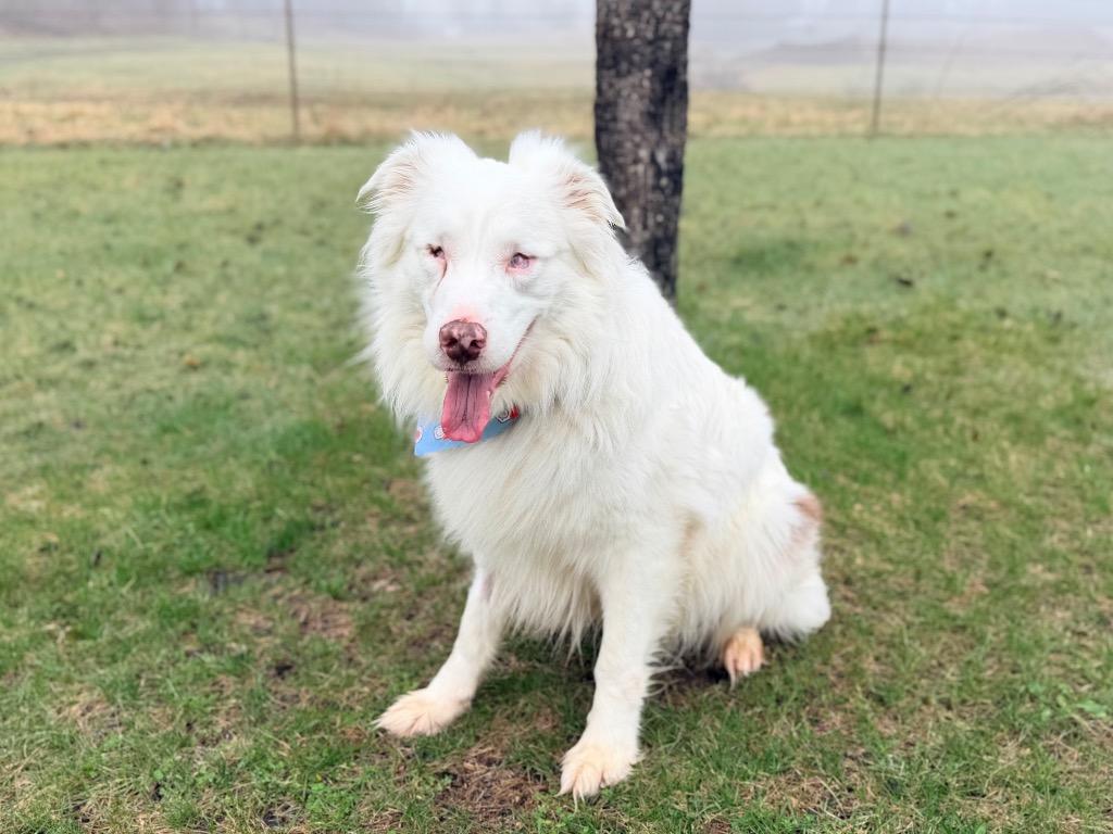 Enlarge Gilligan, a Adoptable mixed breed in Menomonie, WI image 4/6