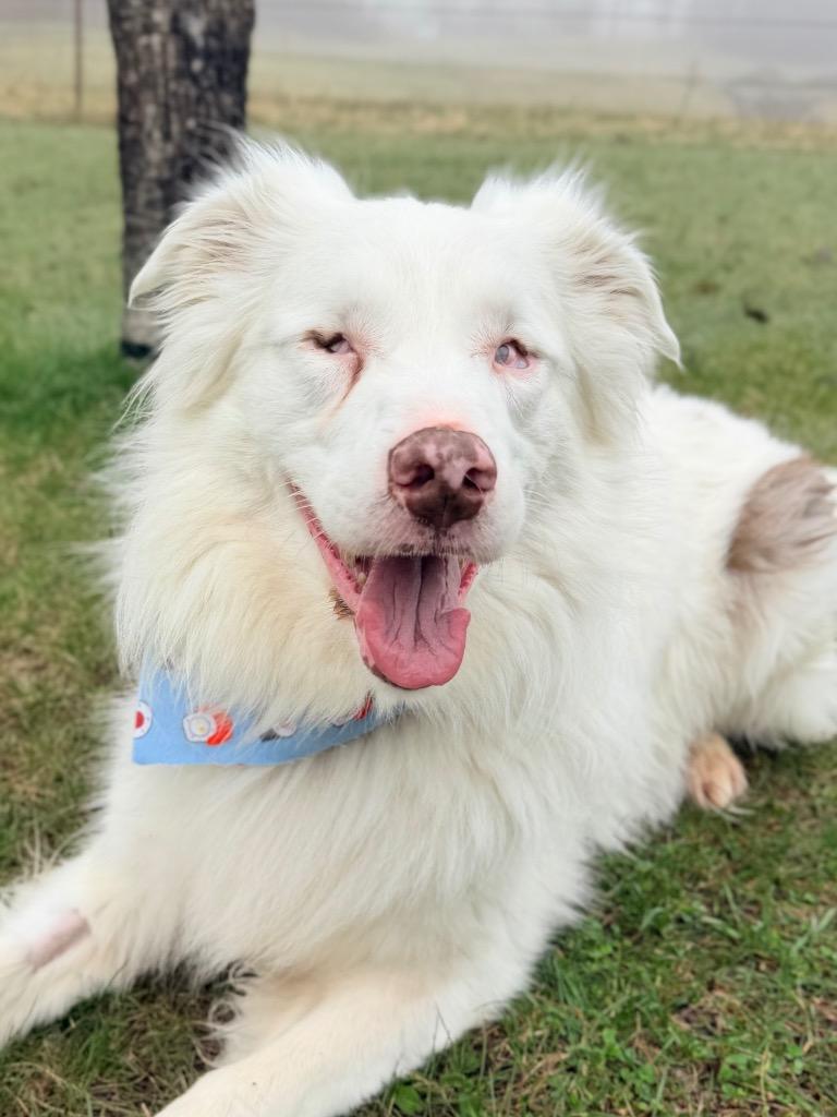 Enlarge Gilligan, a Adoptable mixed breed in Menomonie, WI image 5/6