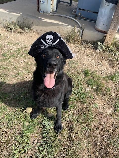 Enlarge Tango, a ADOPTABLE German Shepherd Dog in Augusta, WV image 2/3