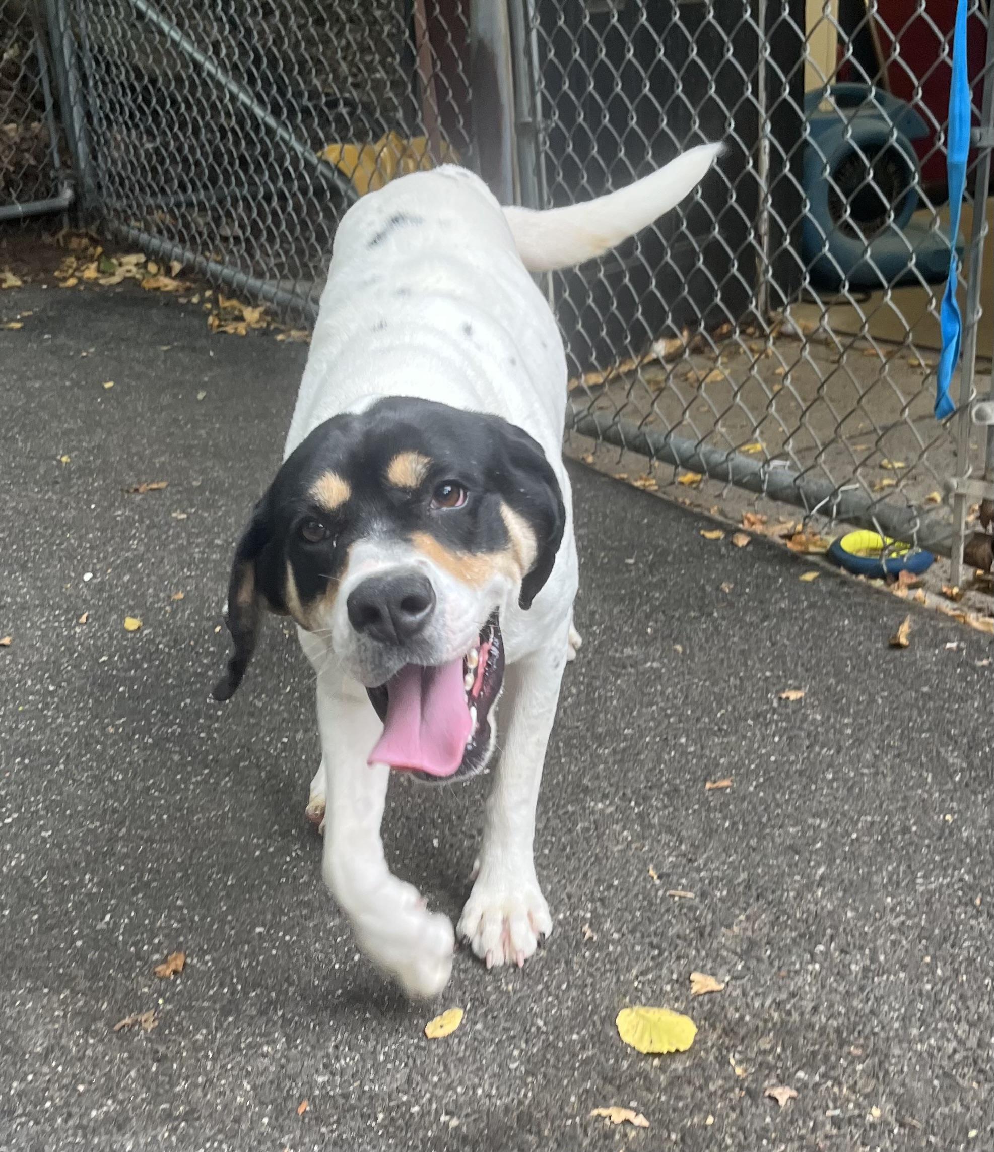 Enlarge Luna, a Adoptable mixed breed in Southbury, CT image 1/1