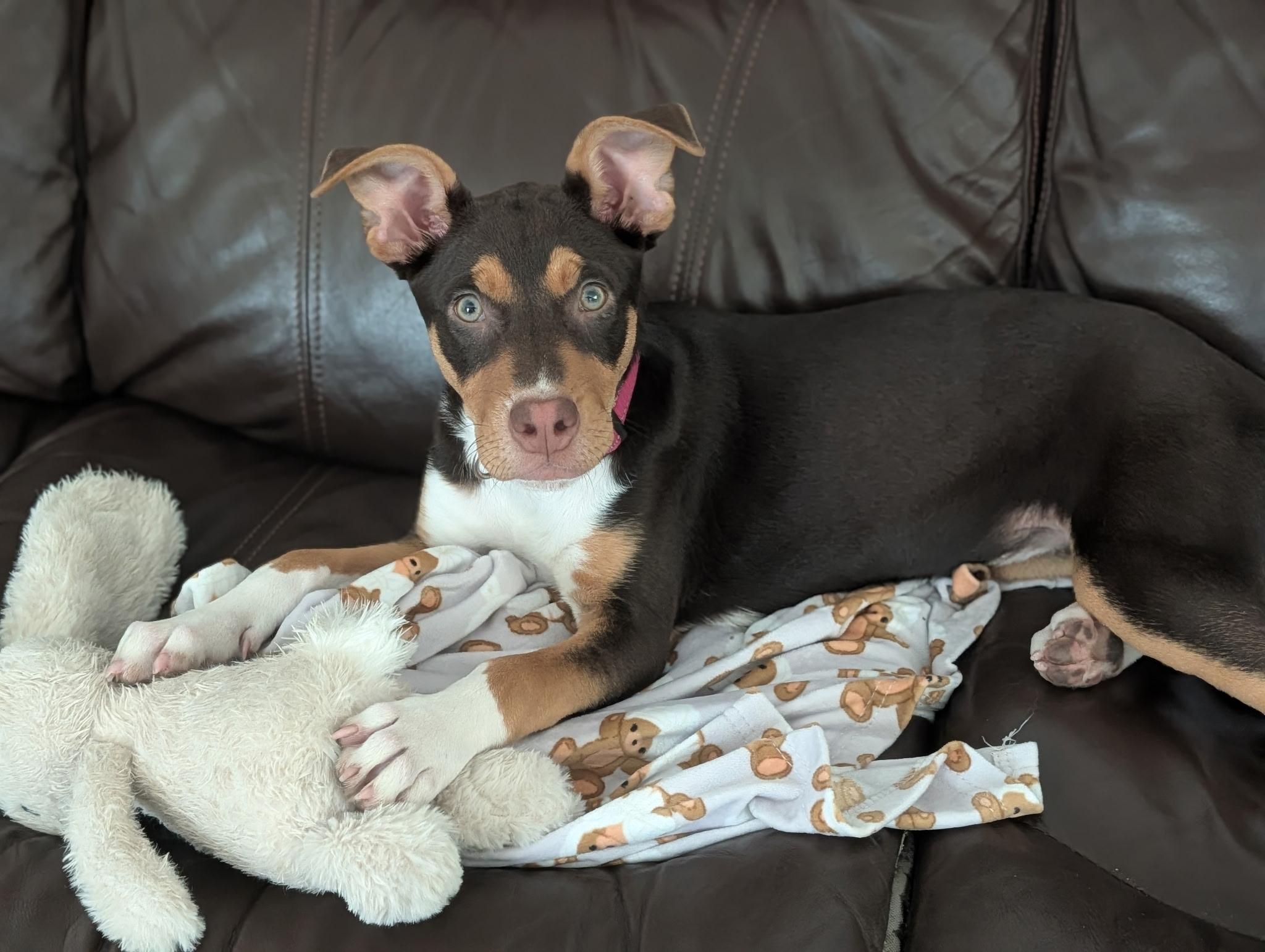 Maybell, ADOPTABLE, Puppy Female Australian Kelpie & Australian Shepherd.