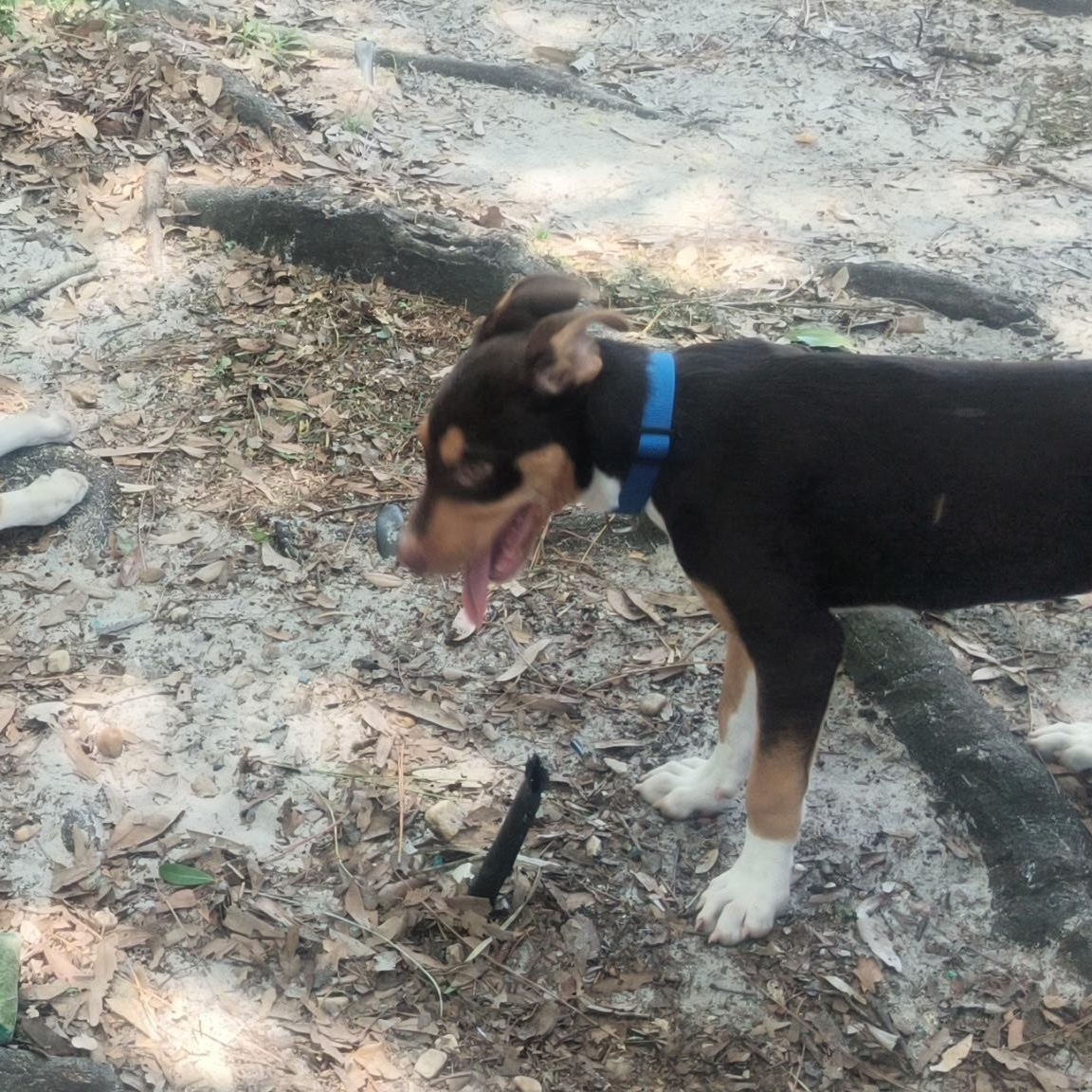 Enlarge Maybell, a ADOPTABLE mixed breed in Port Saint Lucie, FL image 6/6