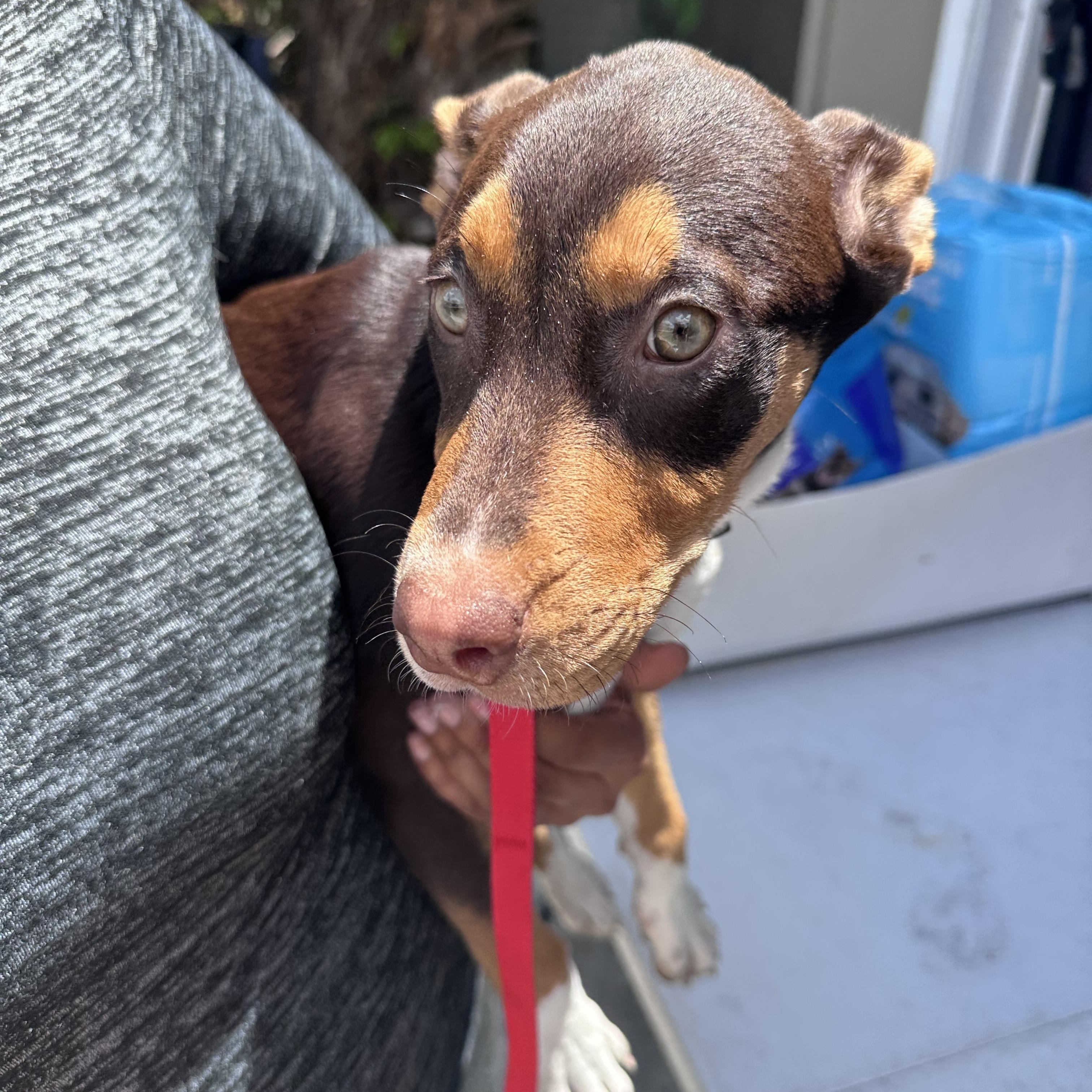 Enlarge Maybell, a ADOPTABLE mixed breed in Port Saint Lucie, FL image 5/6