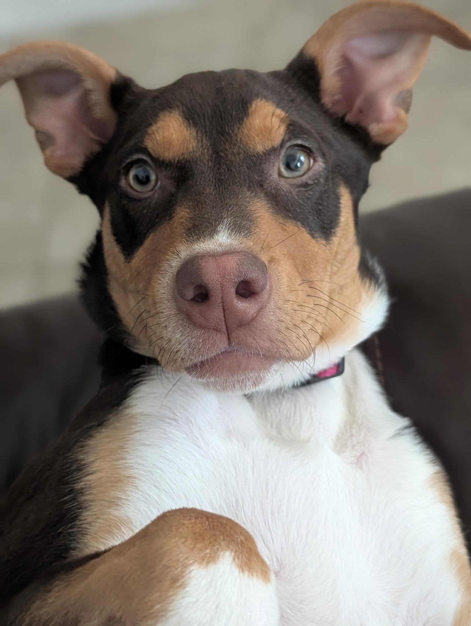 Enlarge Maybell, a ADOPTABLE mixed breed in Port Saint Lucie, FL image 3/6