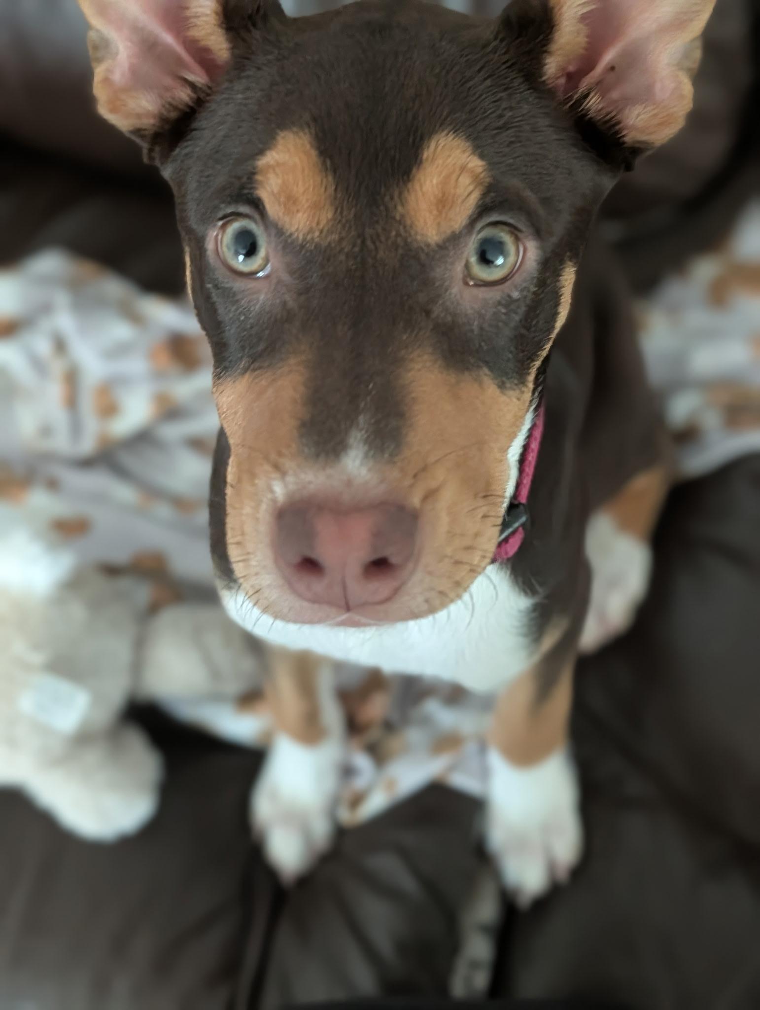 Enlarge Maybell, a ADOPTABLE mixed breed in Port Saint Lucie, FL image 2/6