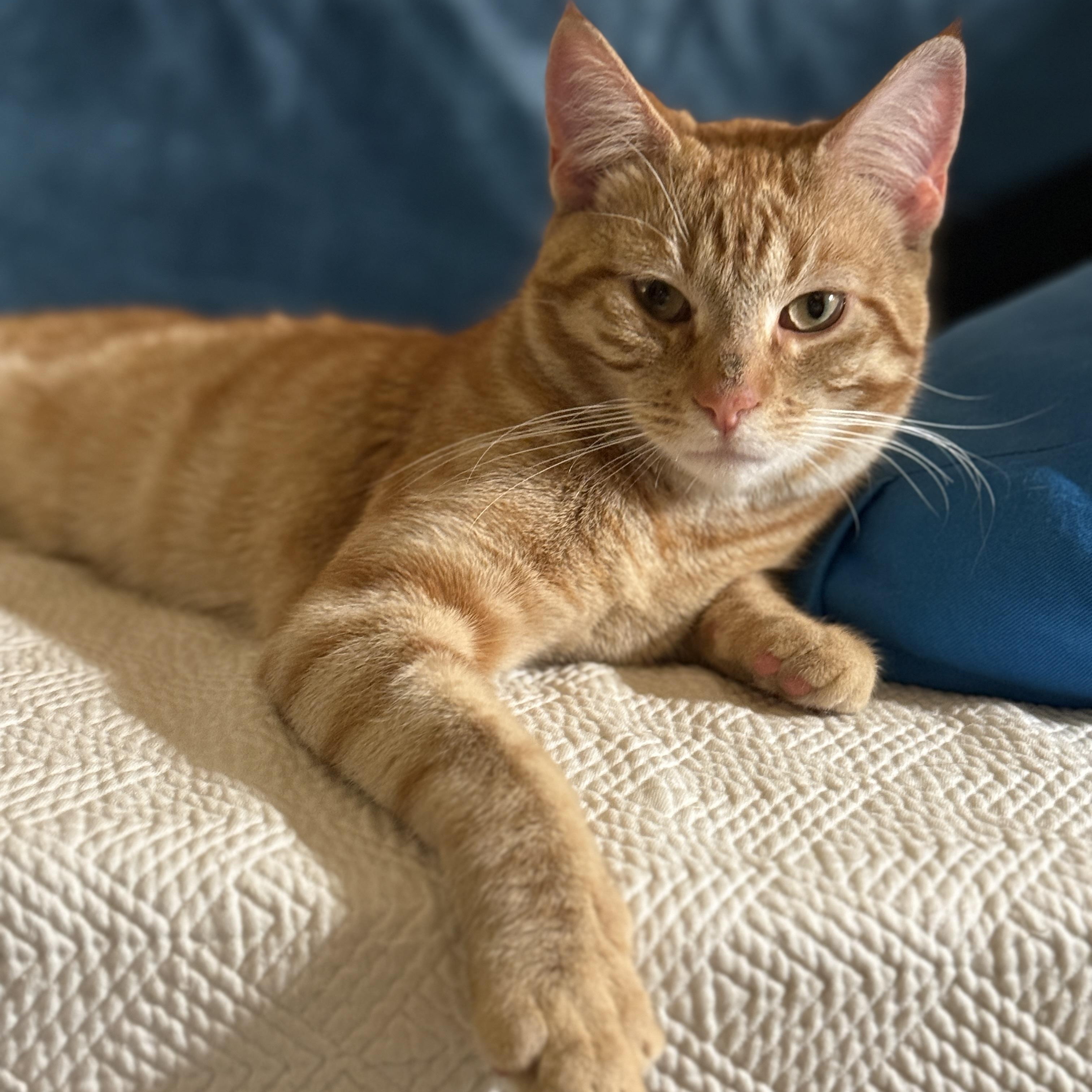 Enlarge Heirloom, a ADOPTABLE Domestic Short Hair in Brooklyn, NY image 3/6