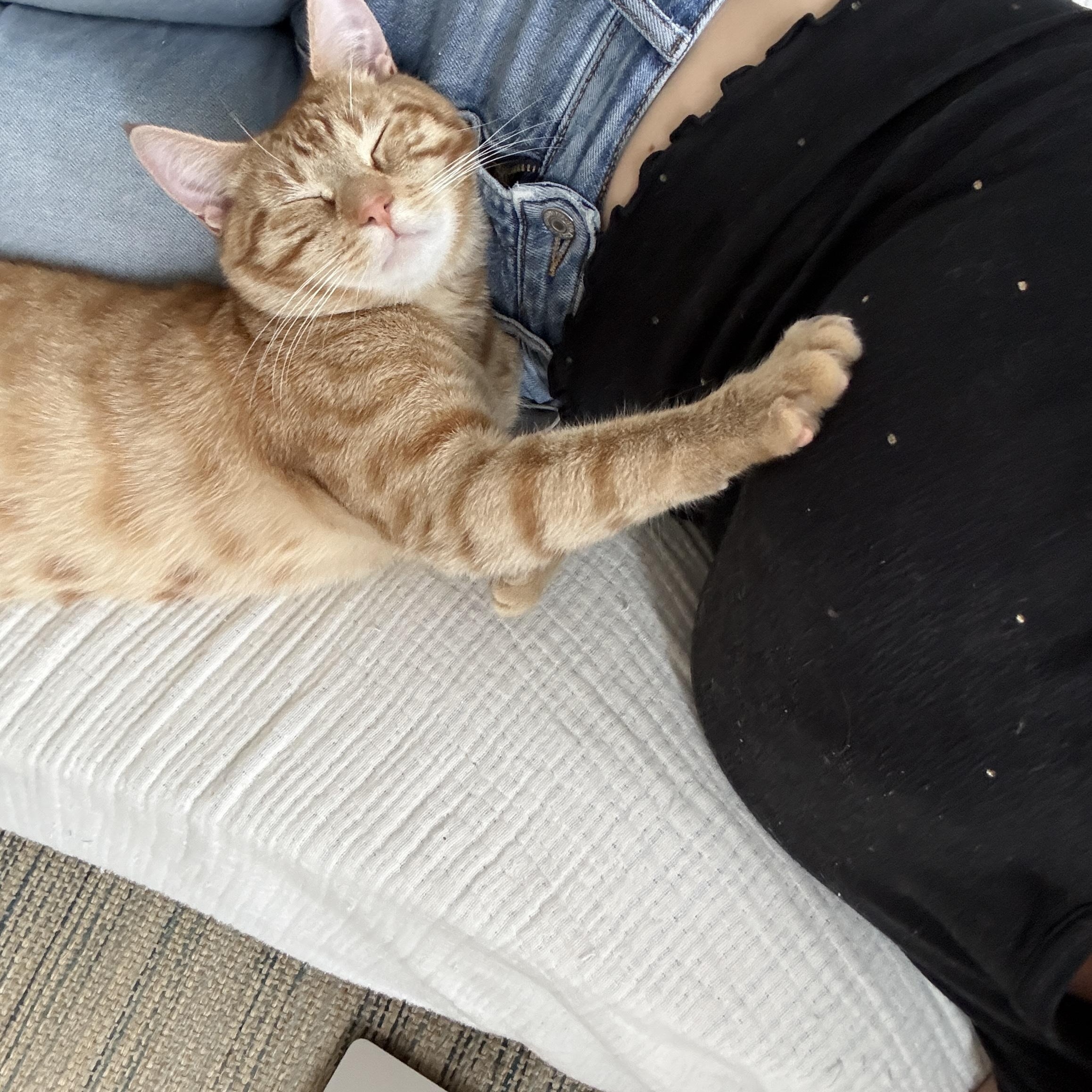 Enlarge Heirloom, a ADOPTABLE Domestic Short Hair in Brooklyn, NY image 6/6