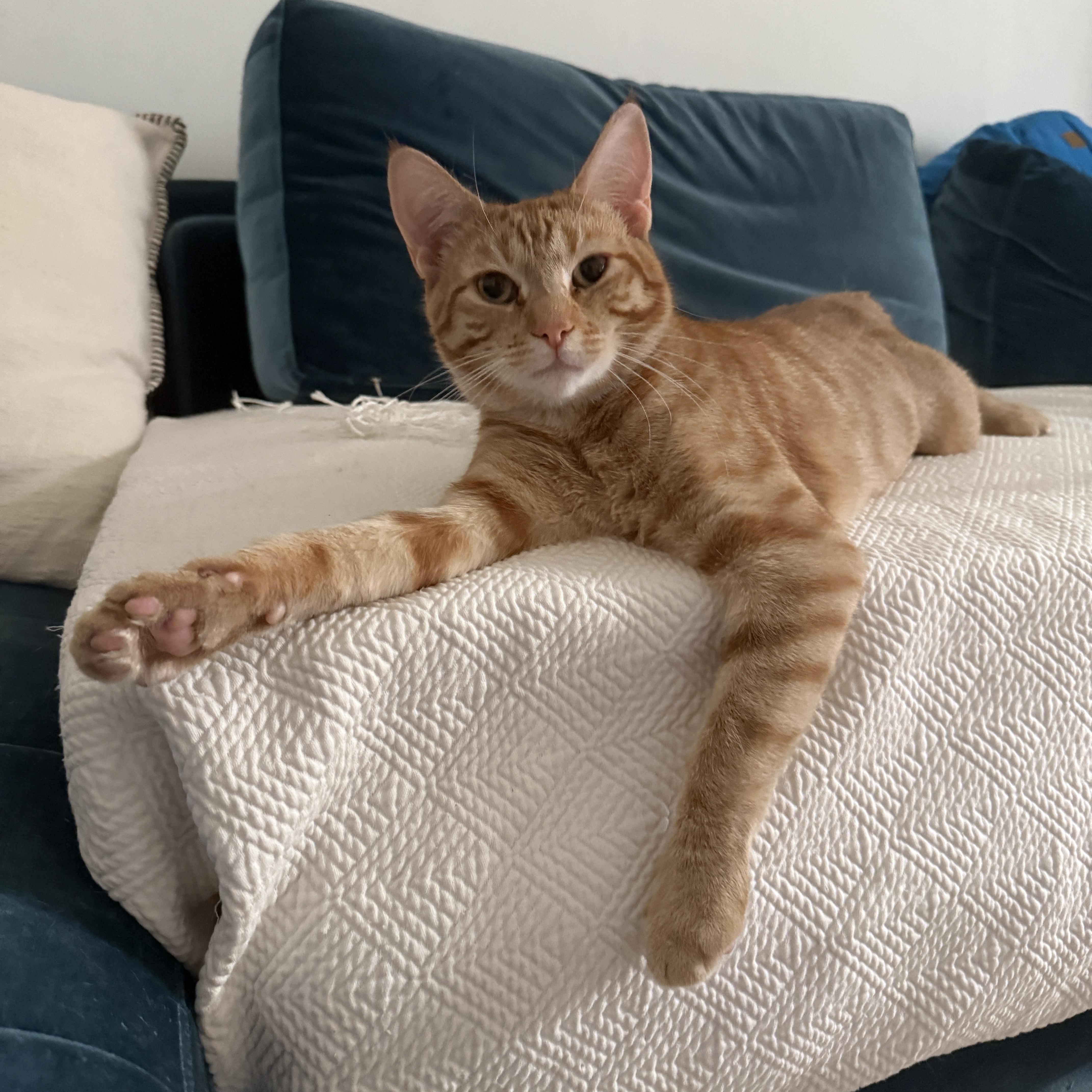 Enlarge Heirloom, a ADOPTABLE Domestic Short Hair in Brooklyn, NY image 2/6