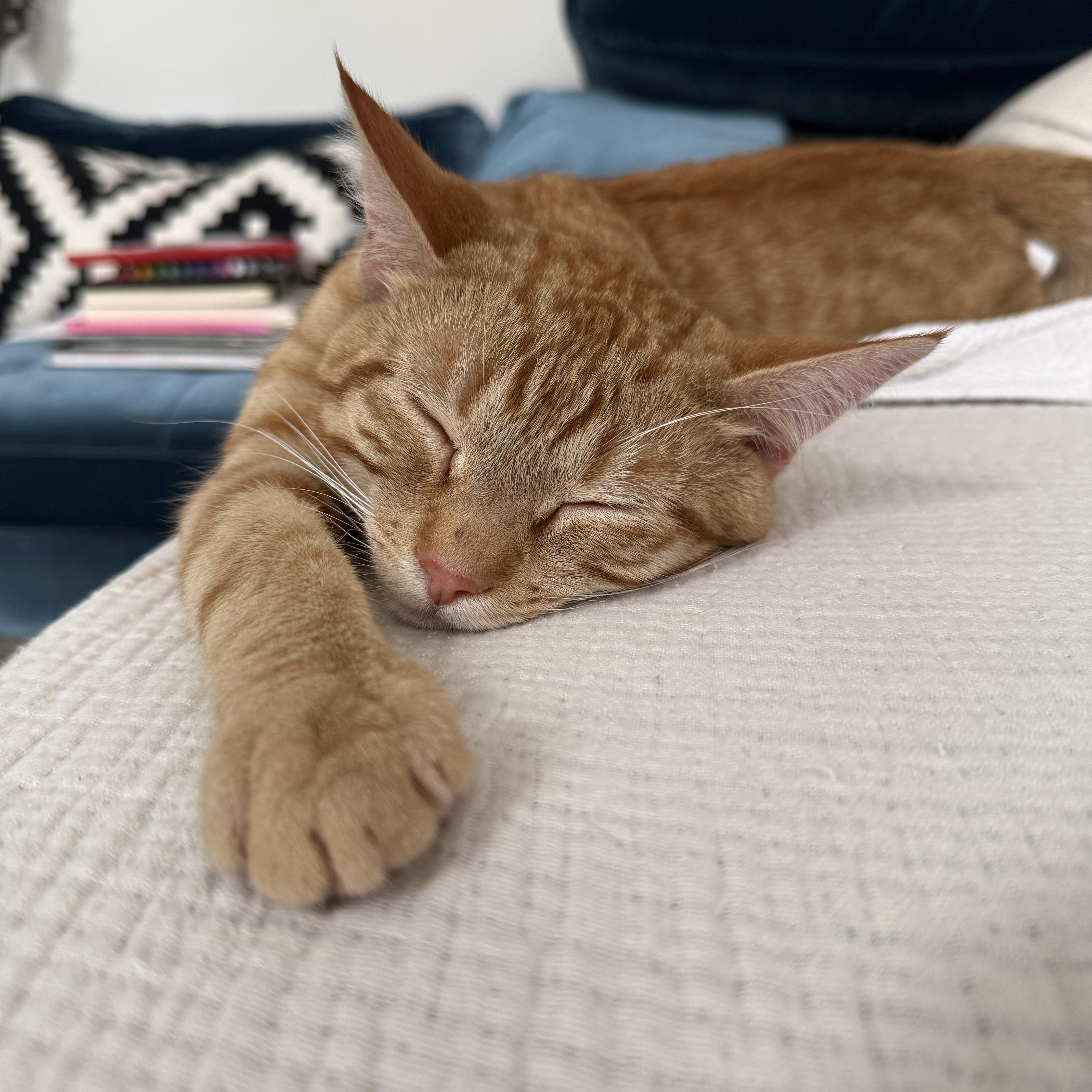 Enlarge Heirloom, a ADOPTABLE Domestic Short Hair in Brooklyn, NY image 5/6
