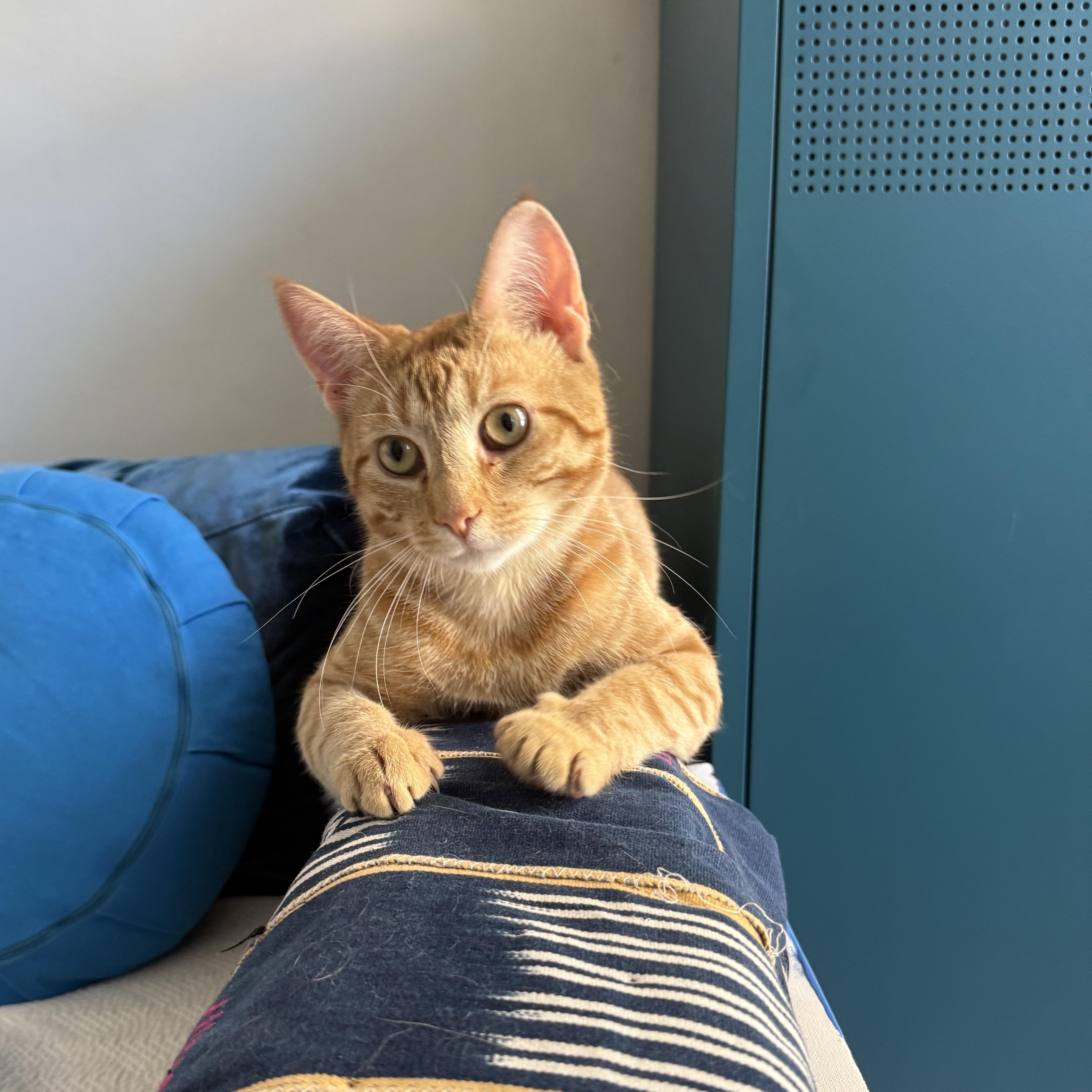 Heirloom, ADOPTABLE, Young Male Domestic Short Hair.