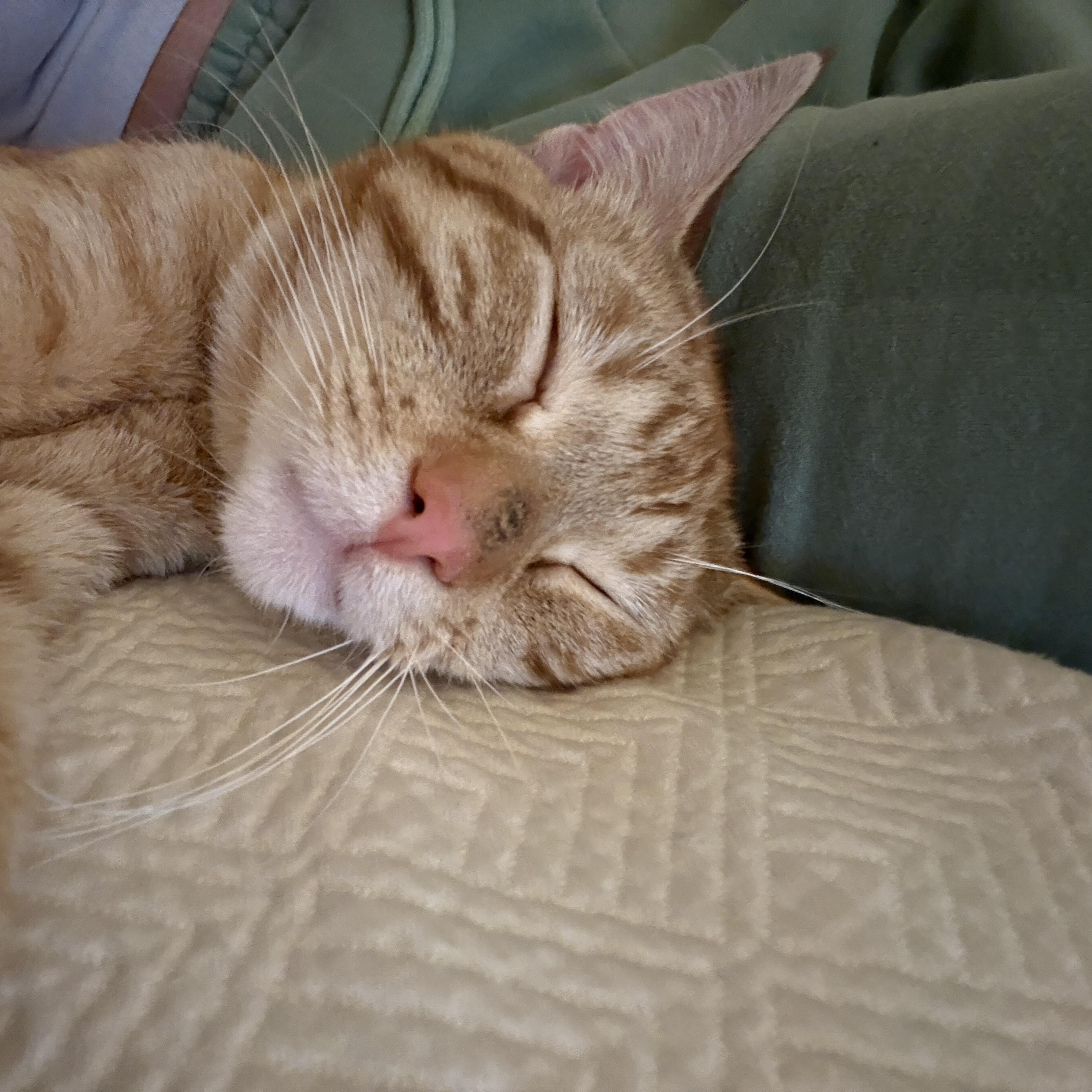 Enlarge Heirloom, a ADOPTABLE Domestic Short Hair in Brooklyn, NY image 4/6