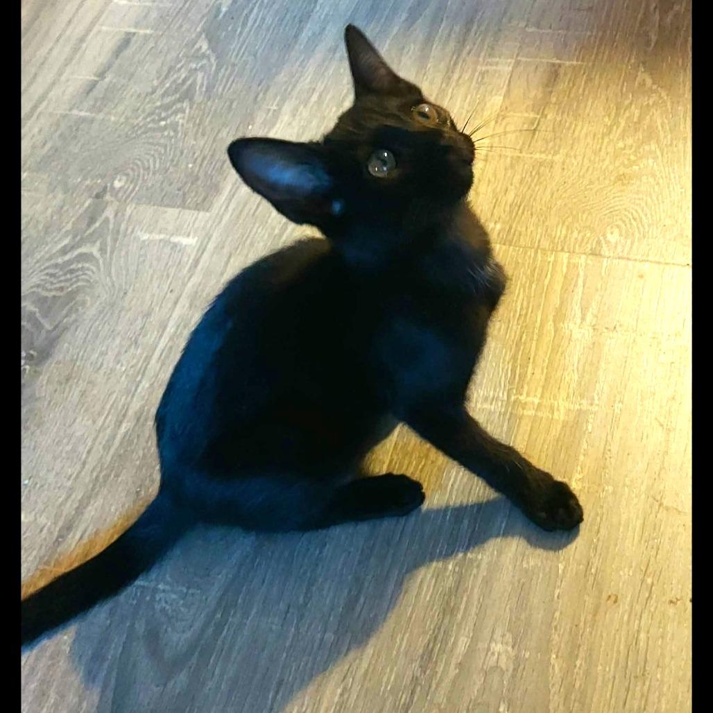 Enlarge Mayhem, a Adoptable Domestic Short Hair in SAN ANTONIO, TX image 2/2
