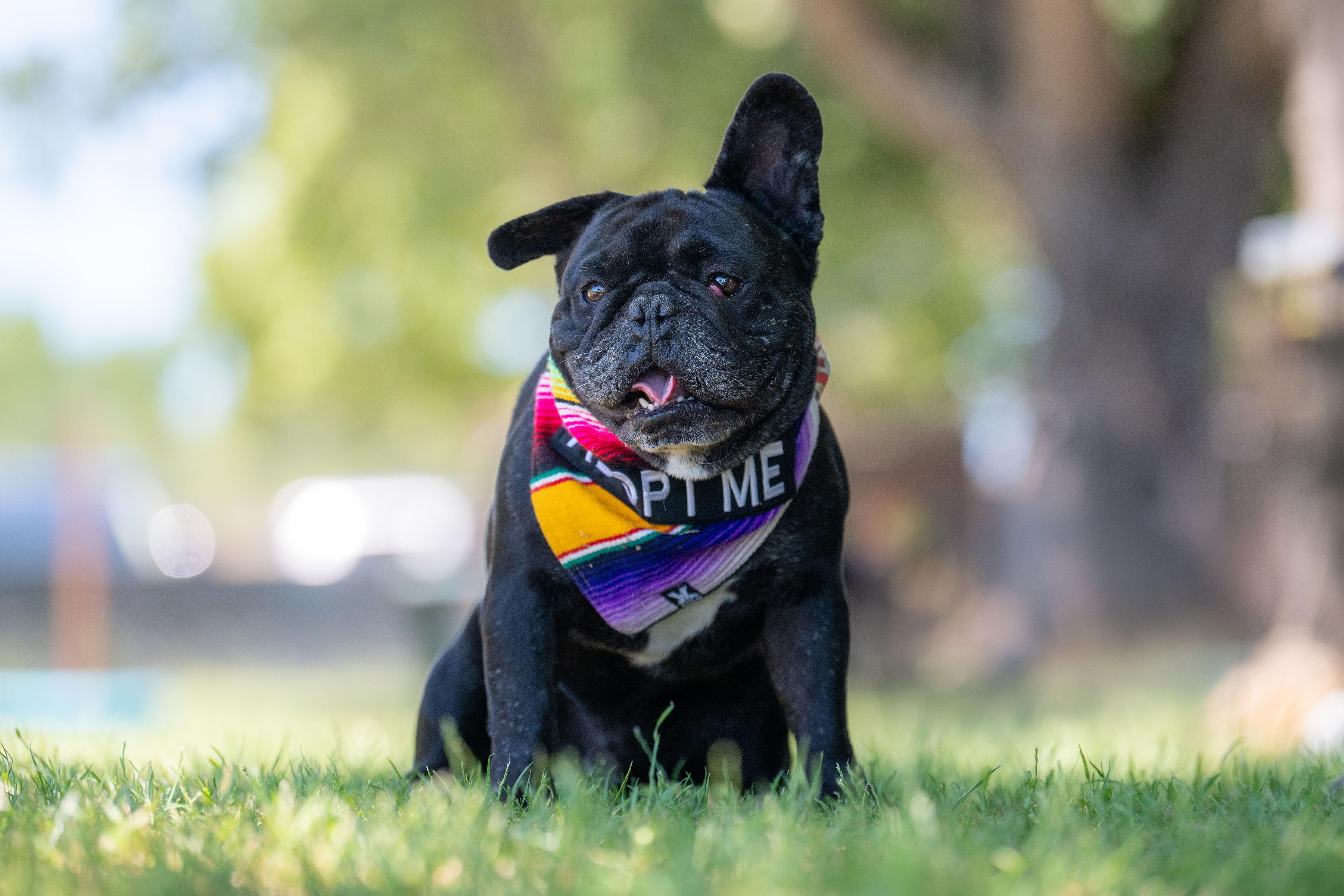 Axel, adoptable, Adult Male French Bulldog.