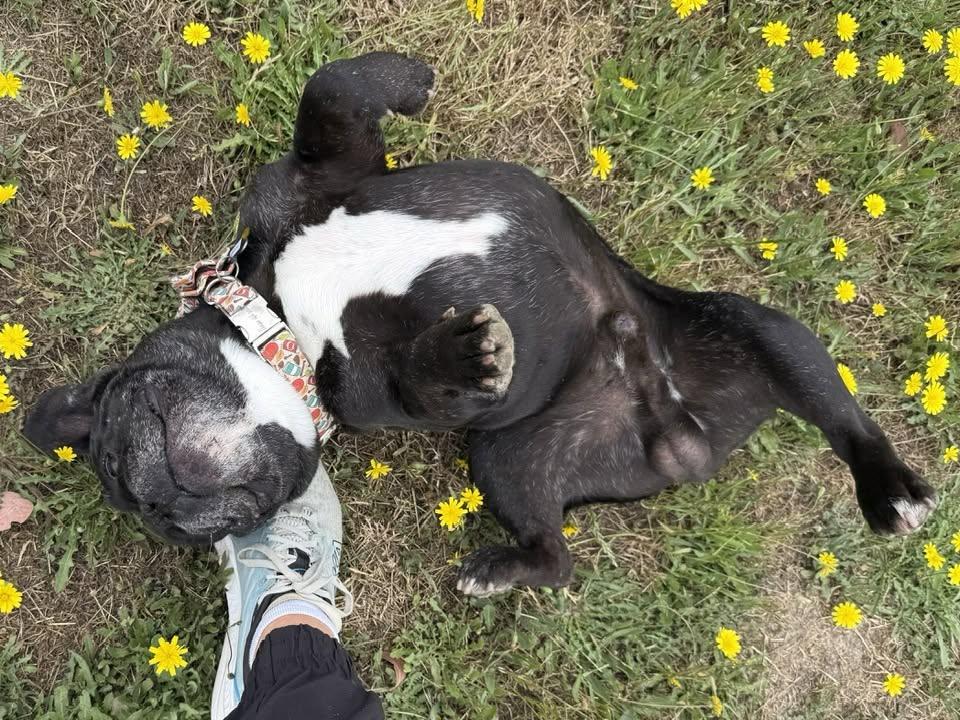 Axel, an adoptable mixed breed in Santa Rosa, CA image 5/5