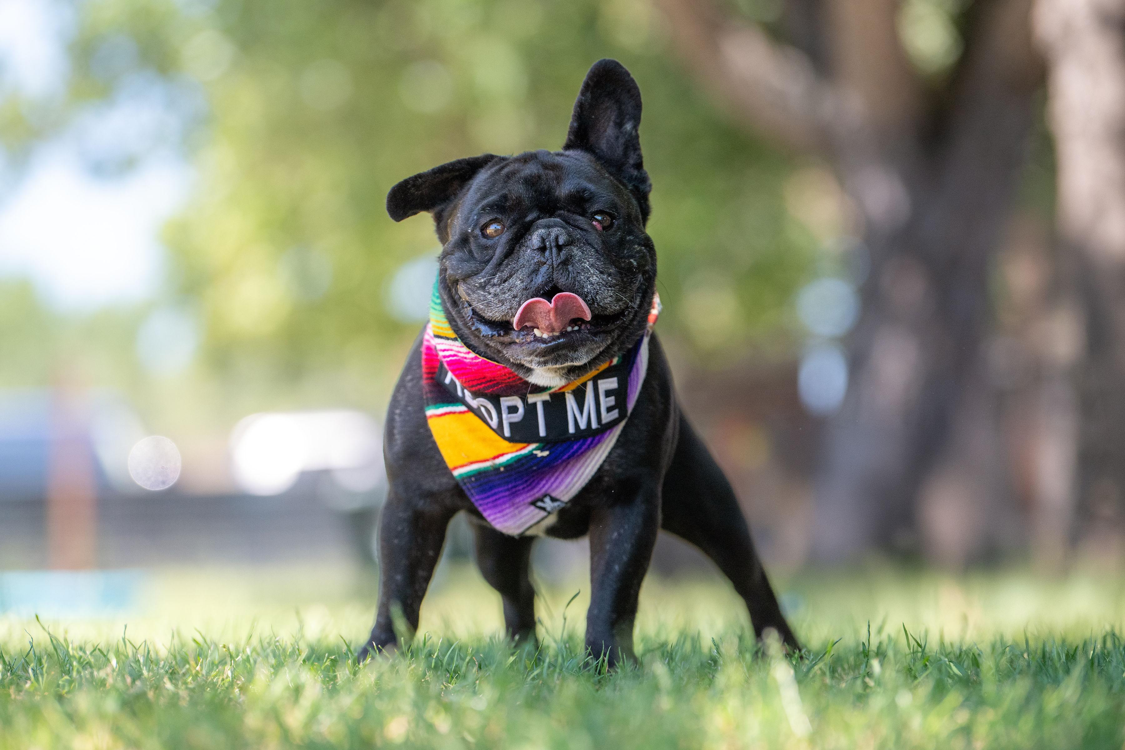 Axel, an adoptable mixed breed in Santa Rosa, CA image 2/5