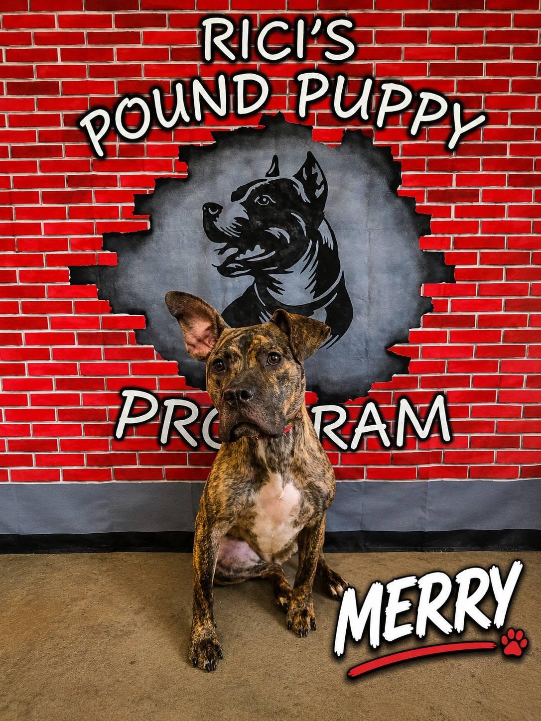 Merry (PRISON PROGRAM), adoptable, Puppy Female Pit Bull Terrier.