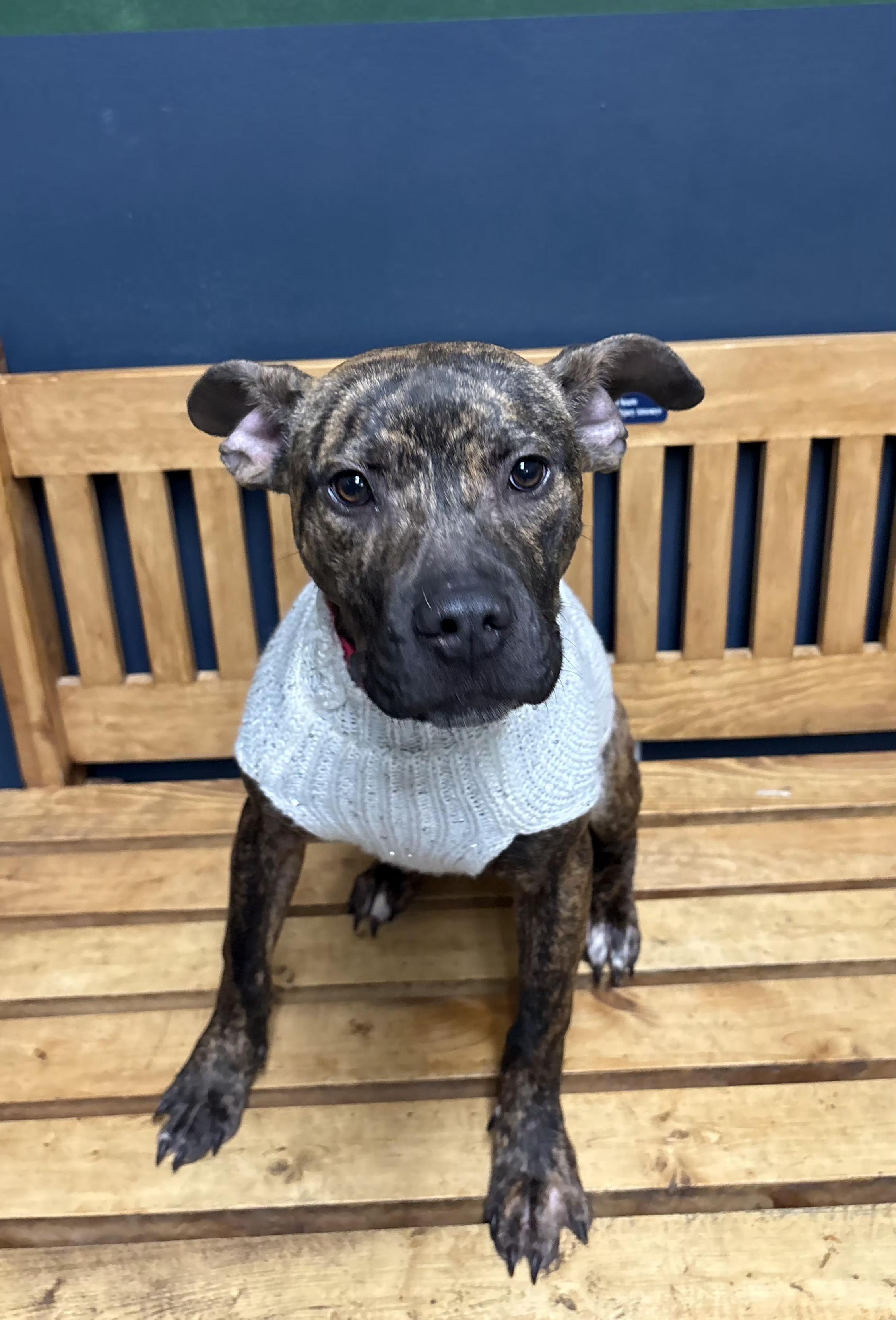 Enlarge Merry, an adoptable mixed breed in Mansfield, OH image 3/4