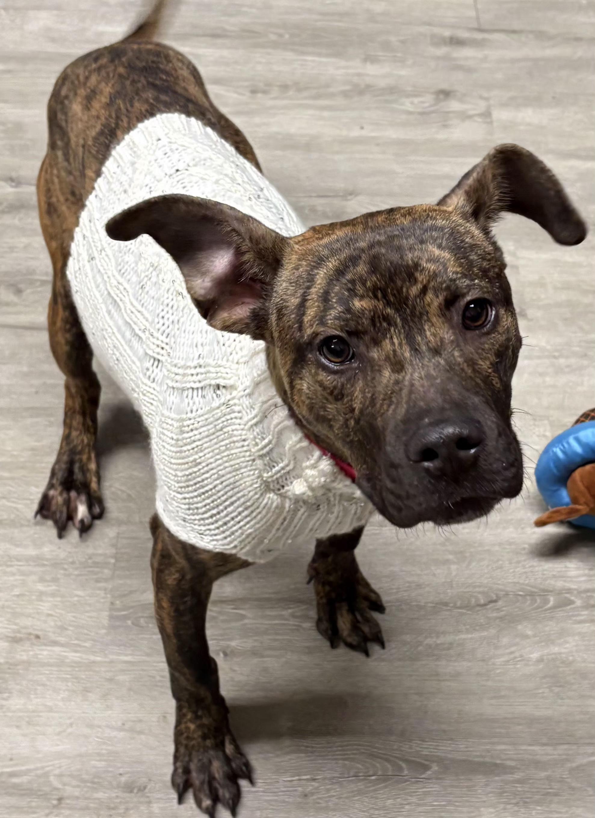 Merry, adoptable, Puppy Female Pit Bull Terrier.