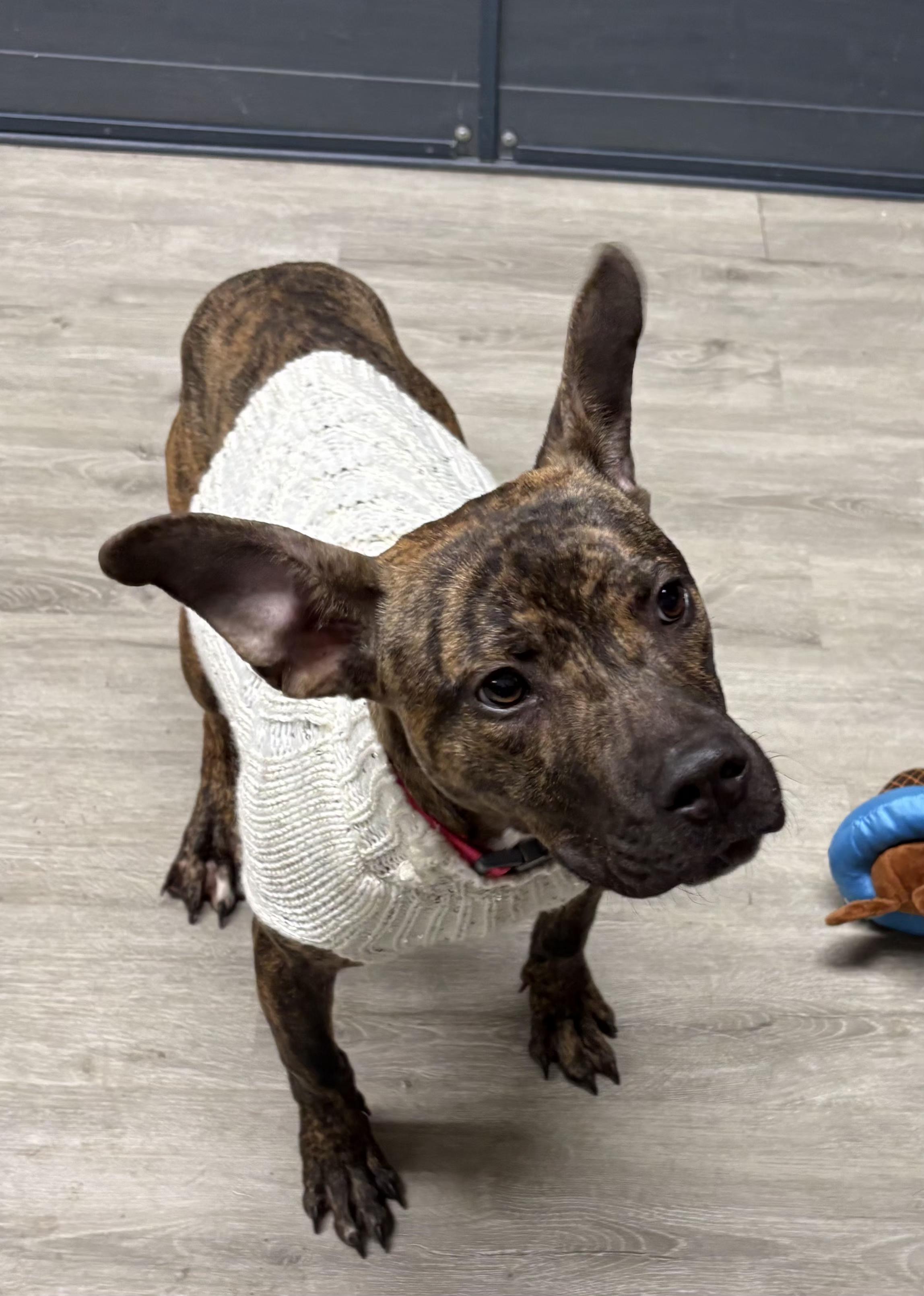 Enlarge Merry, an adoptable mixed breed in Mansfield, OH image 4/4