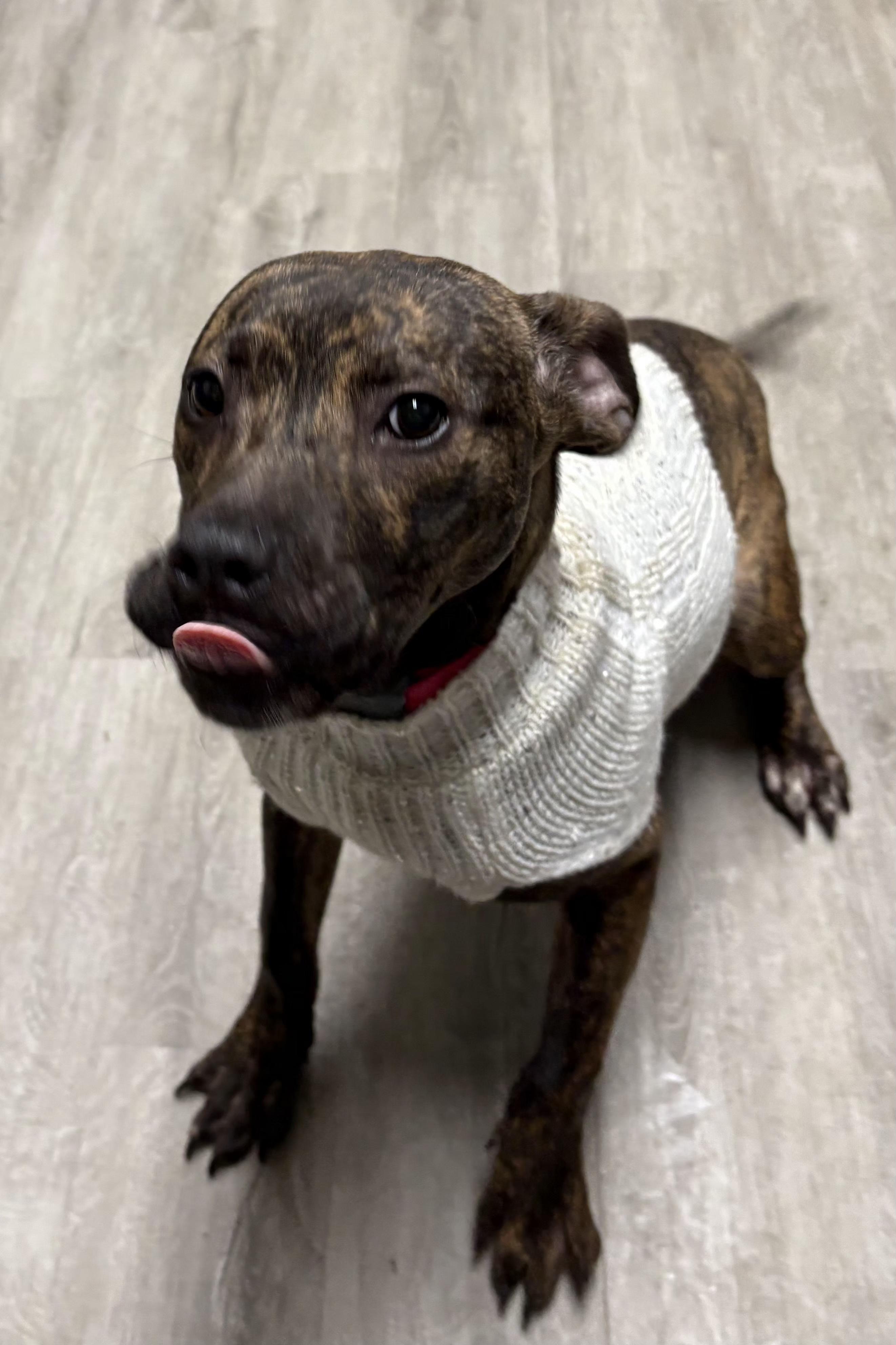 Enlarge Merry, an adoptable mixed breed in Mansfield, OH image 2/4