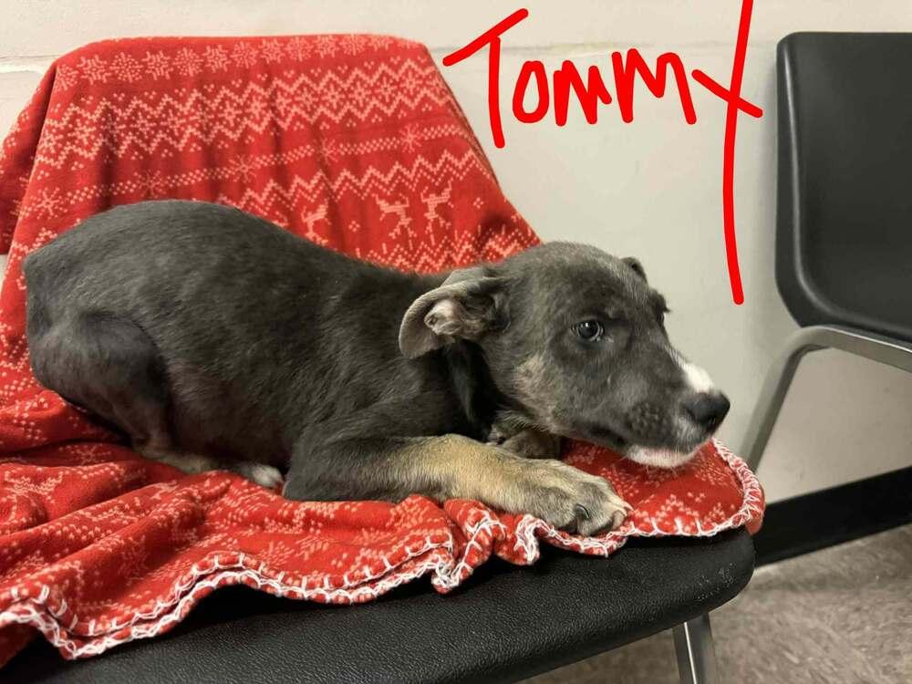 Rugrats Tommy thumbnail 2