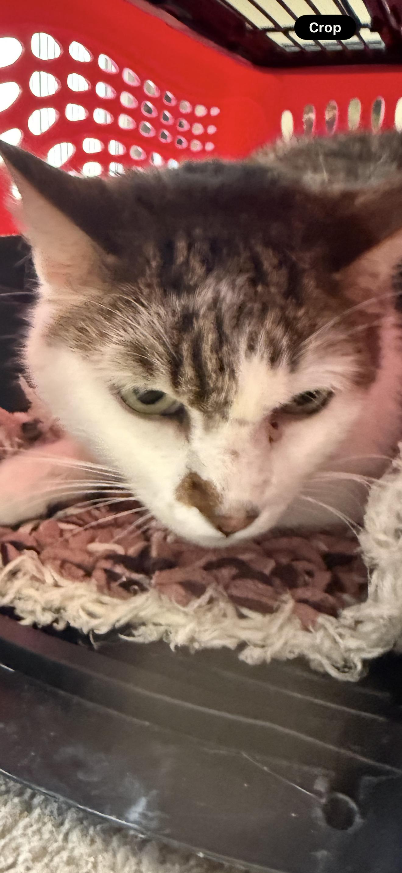 Mole , ADOPTABLE, Adult Male Domestic Short Hair.