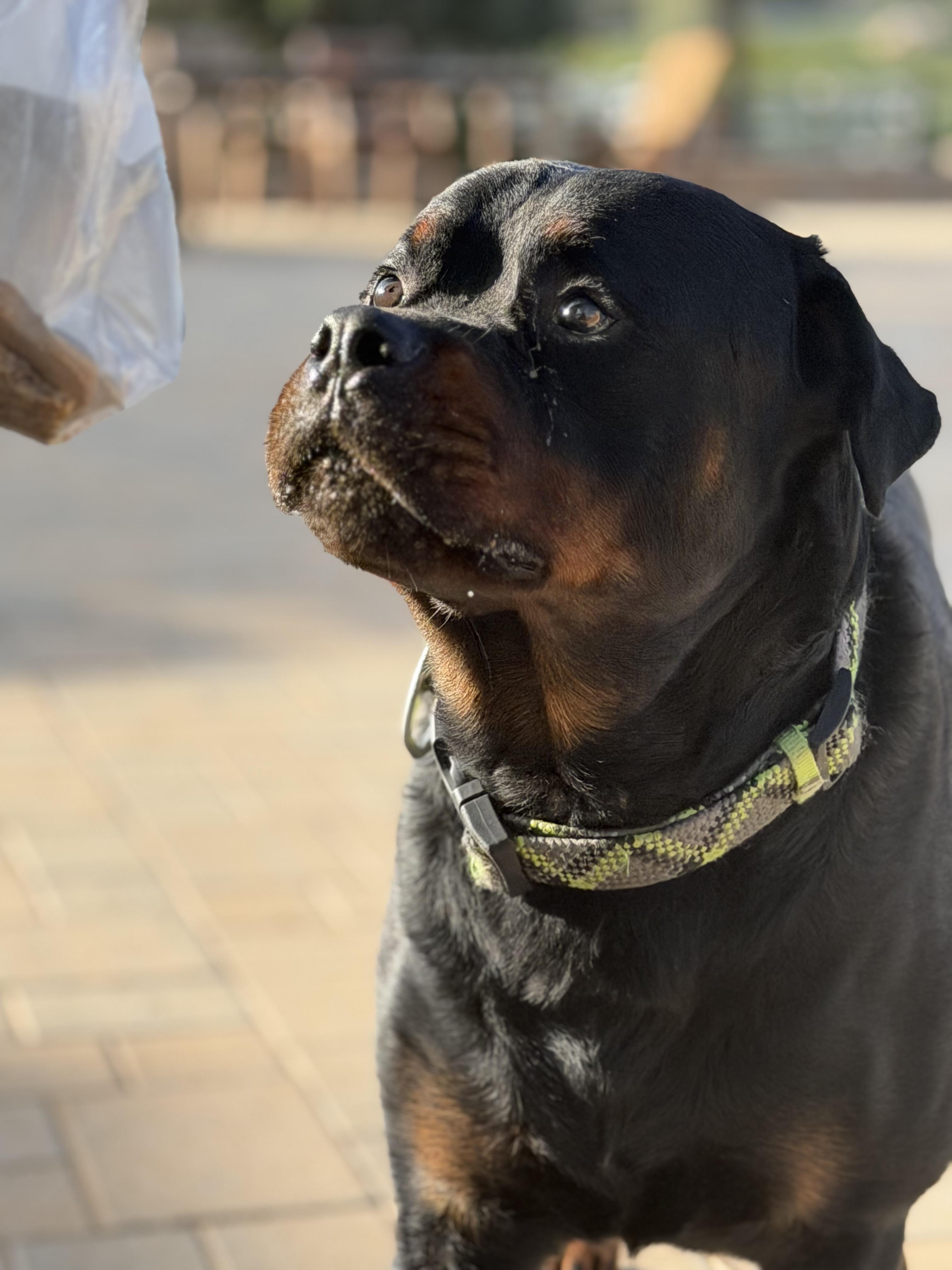 Jaxx, ADOPTABLE, Young Male Rottweiler.