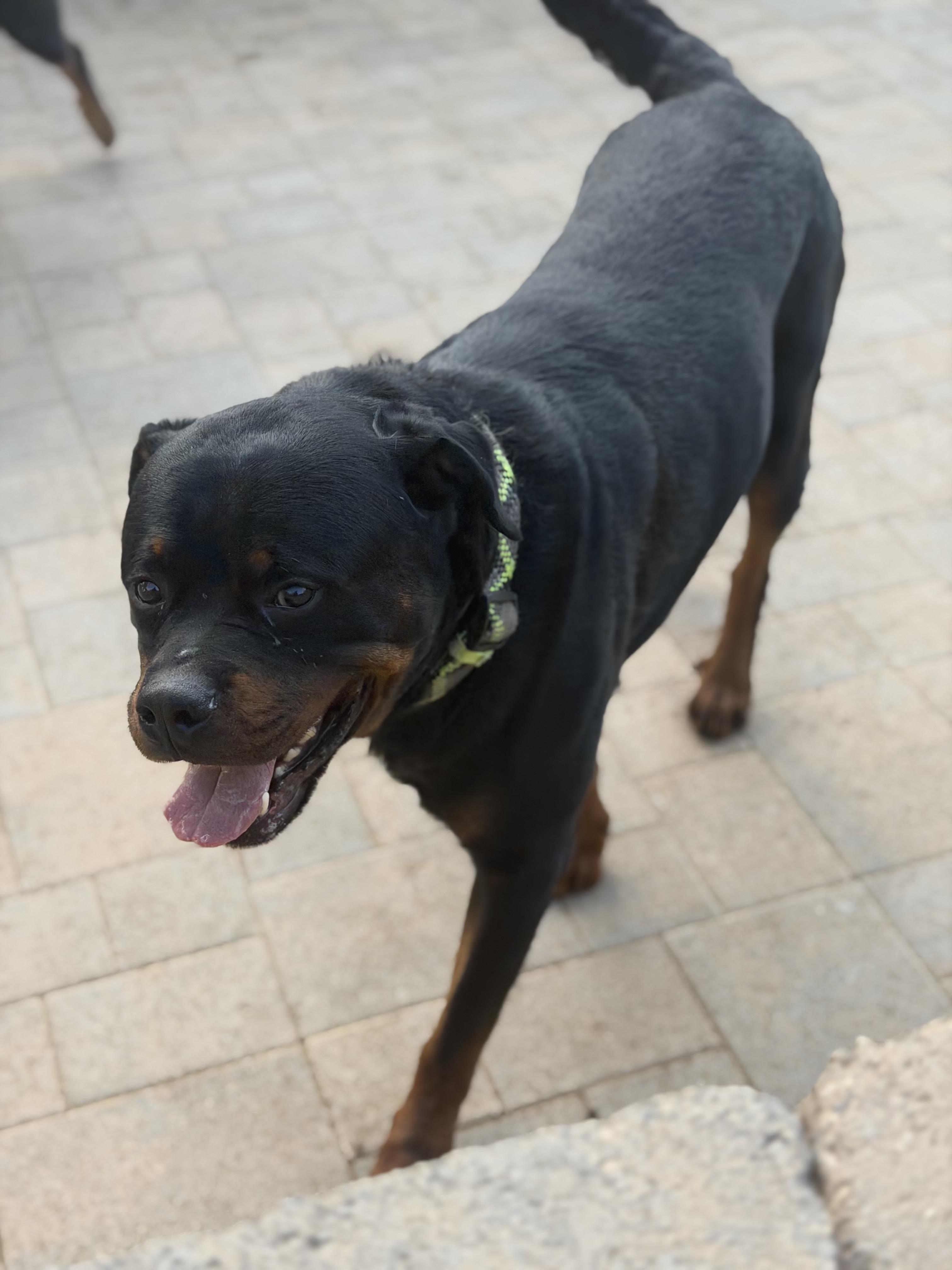 Enlarge Jaxx, a ADOPTABLE Rottweiler in Ramona, CA image 2/3