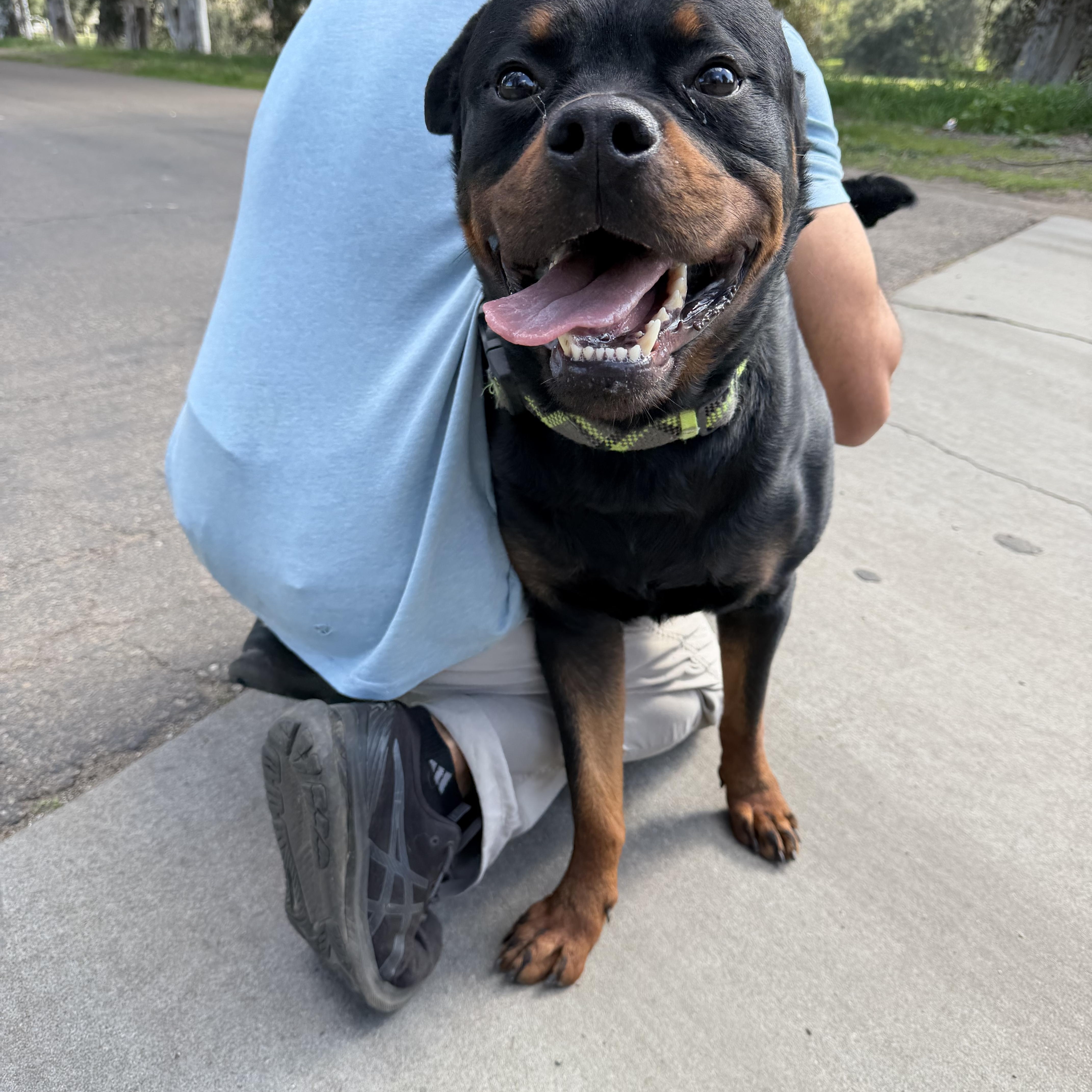 Enlarge Jaxx, a ADOPTABLE Rottweiler in Ramona, CA image 3/3