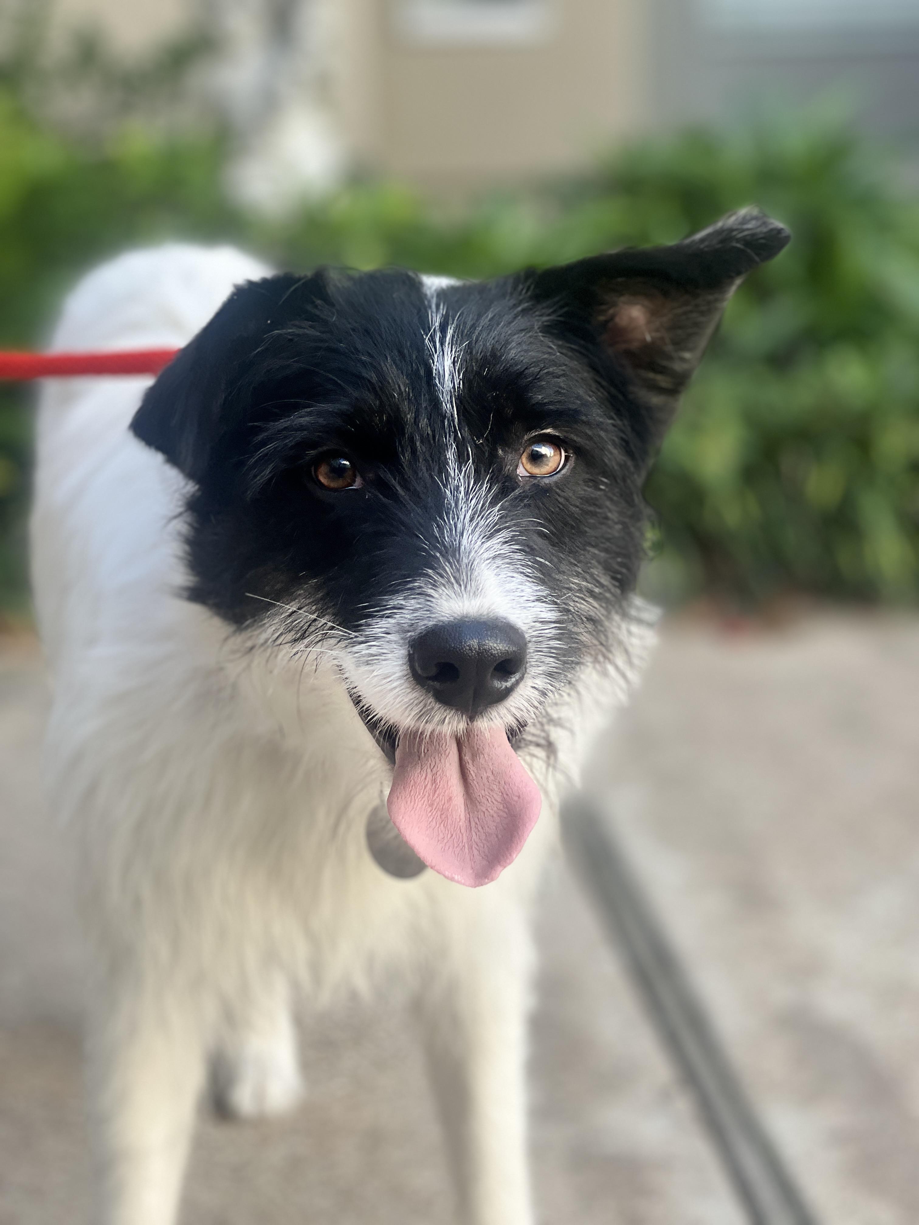 Kodak, a Adoptable mixed breed in Houston, TX image 1/6