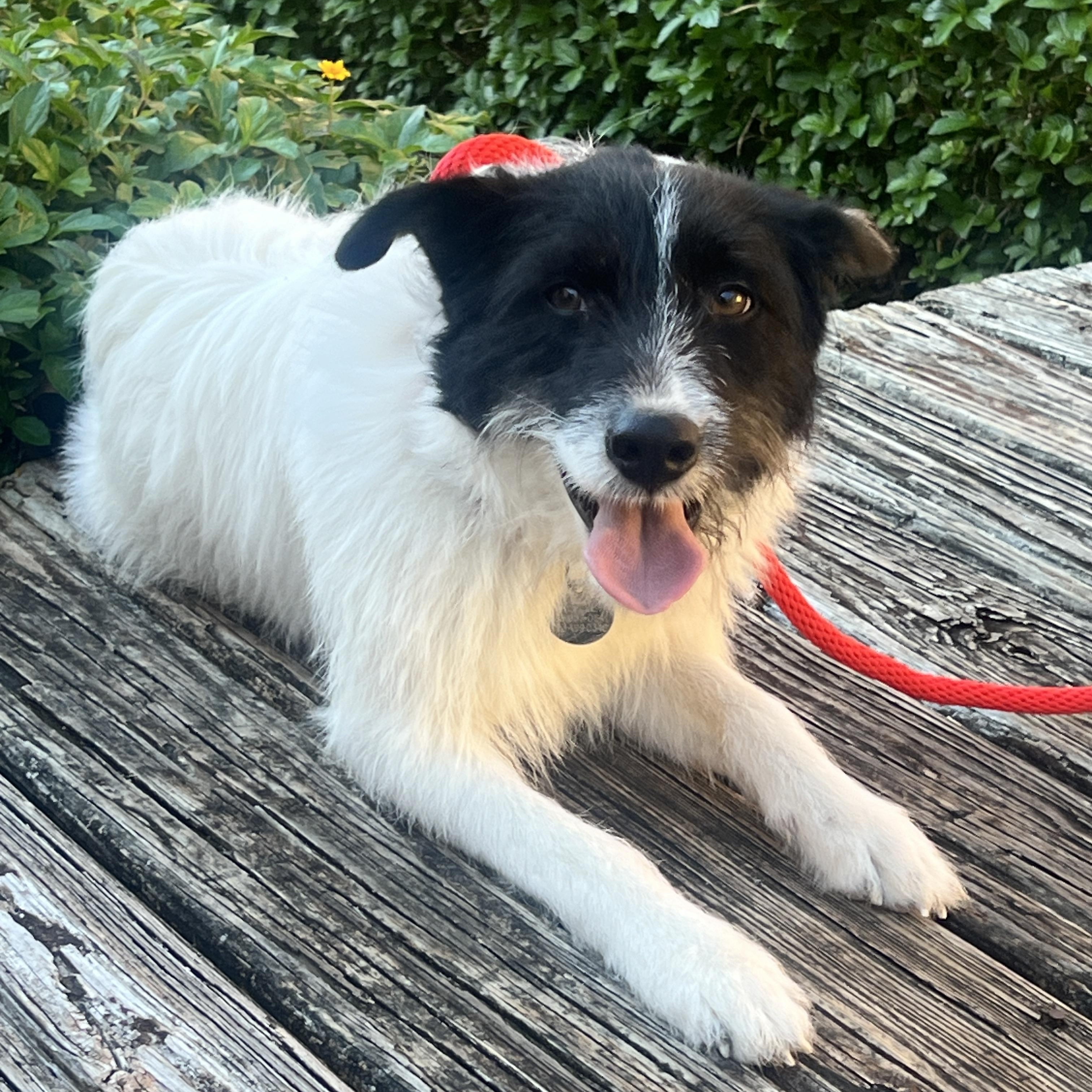 Kodak, a Adoptable mixed breed in Houston, TX image 3/6